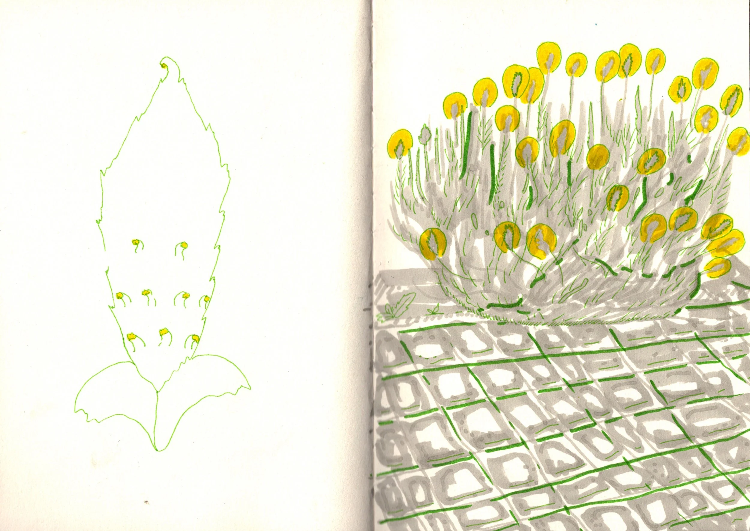 the lavendar bush.jpeg