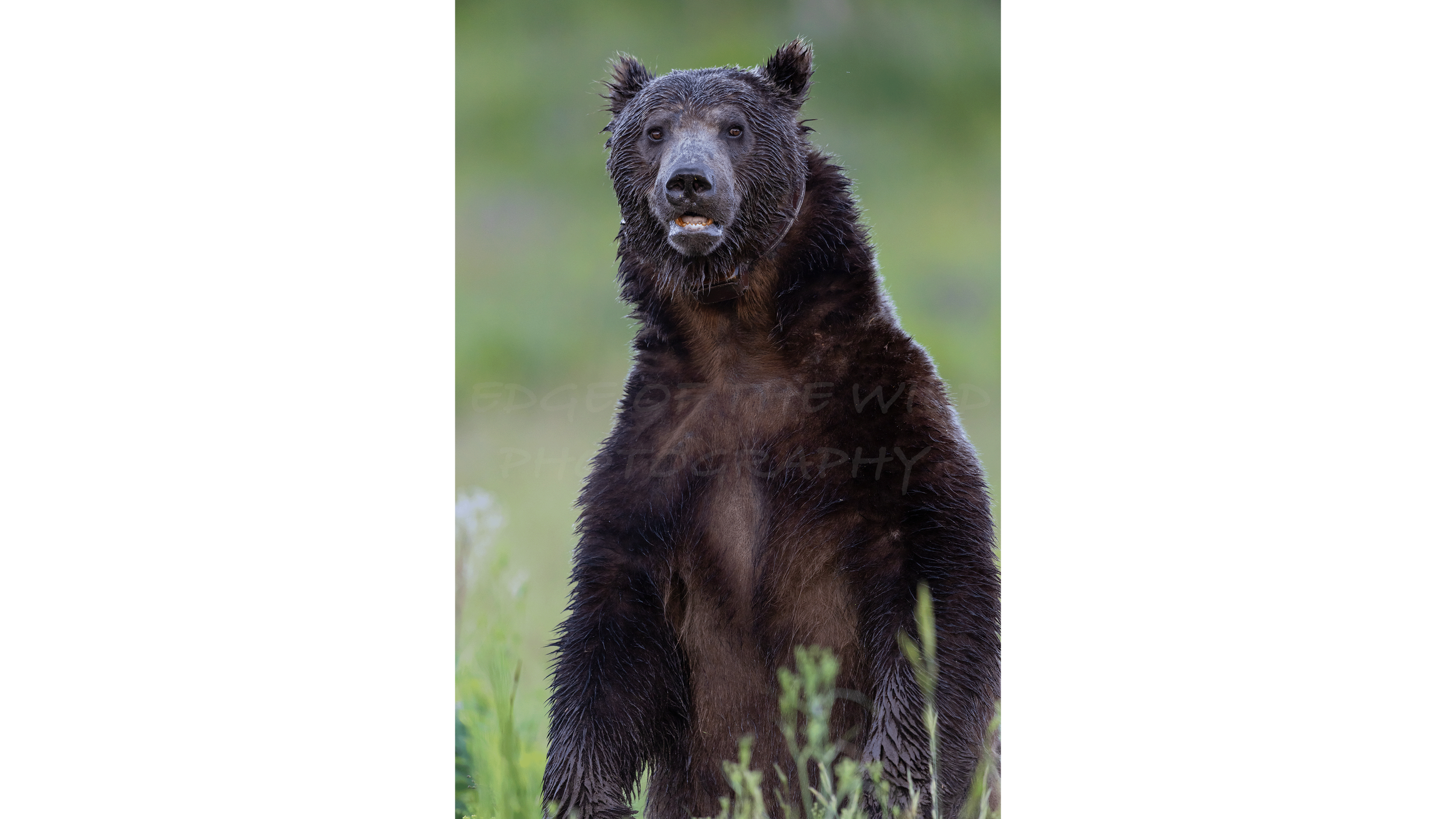 Big Boy Bruno (grizzly 679) in Grand Teton
