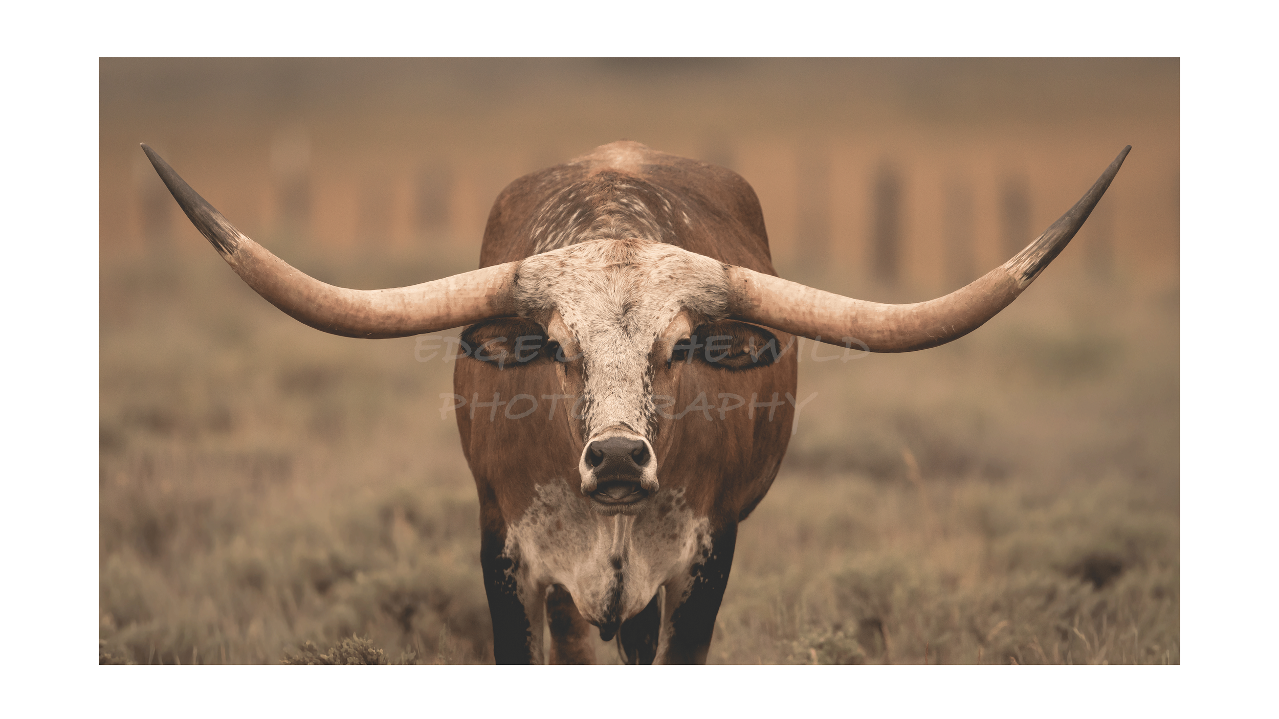 Western Long Horn