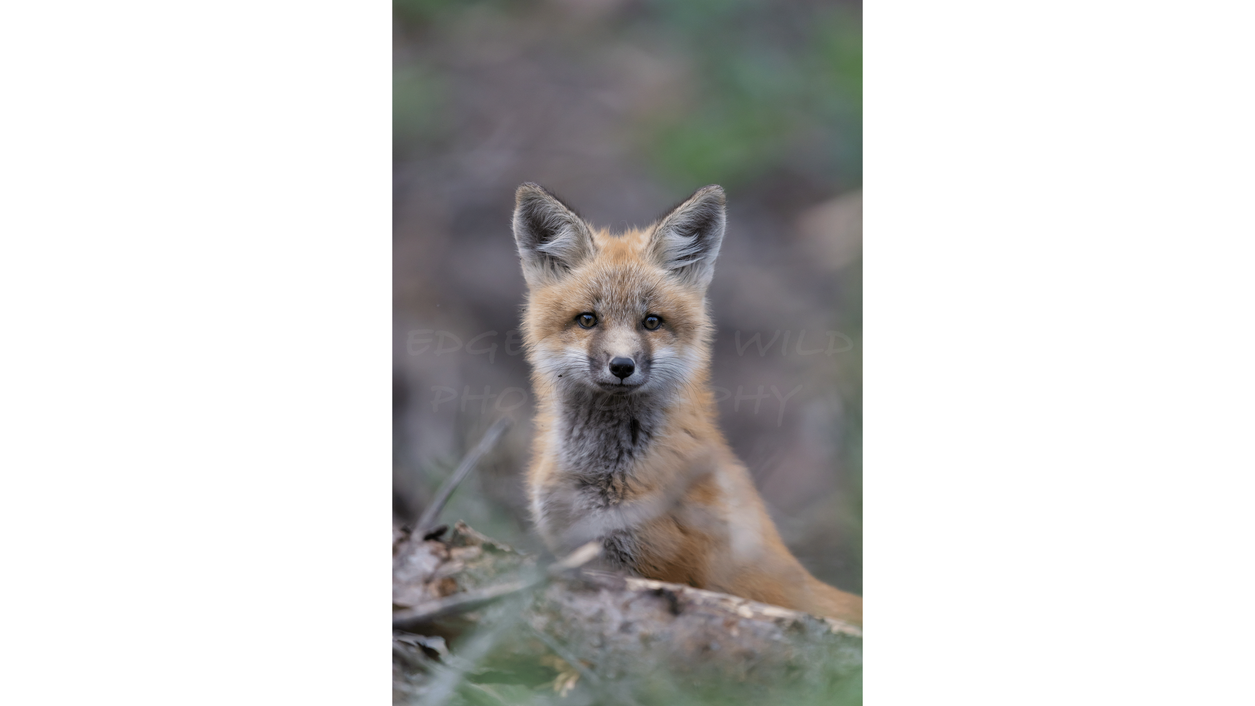 Foxy Lady