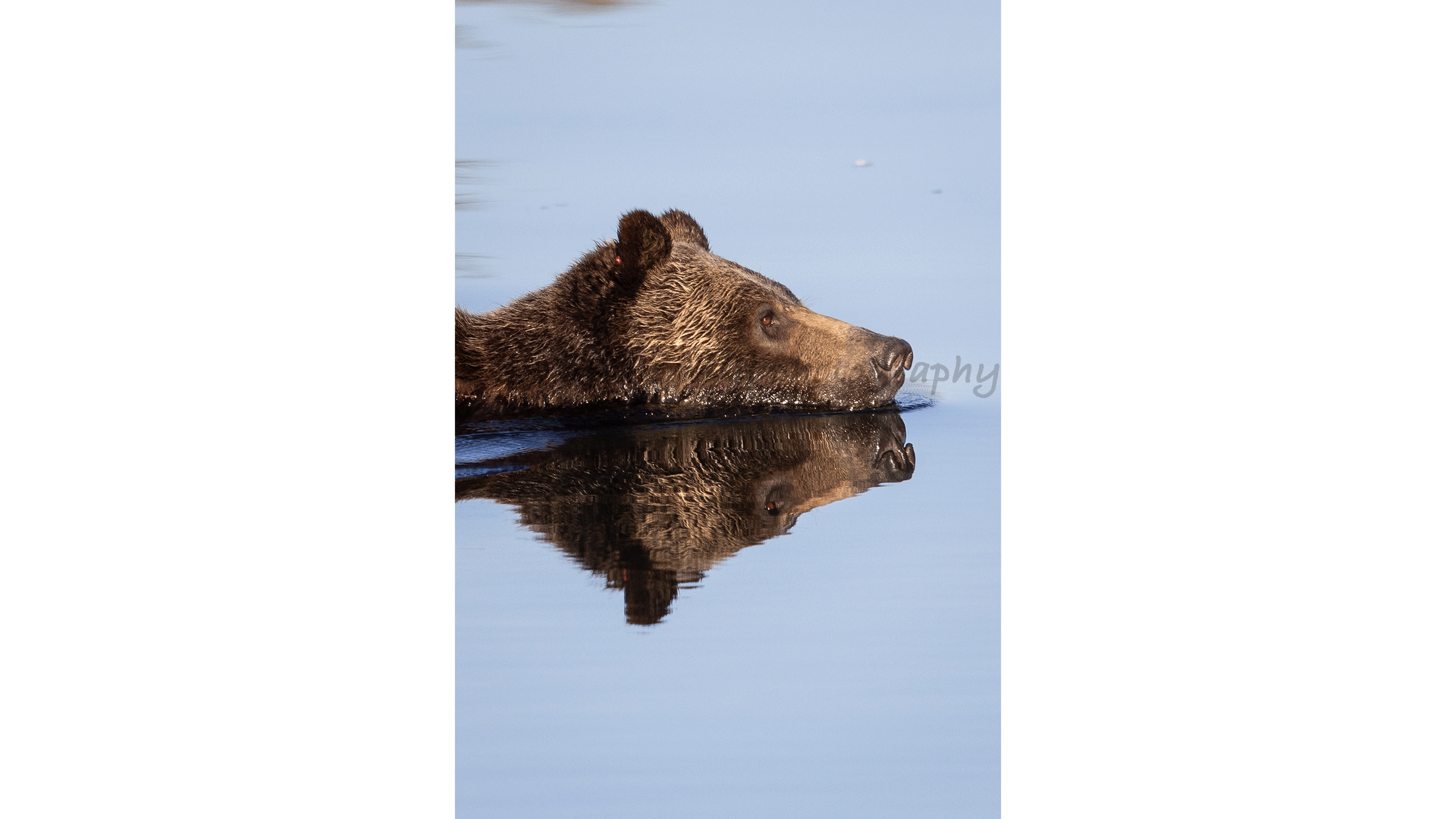 1063 Swimming the Snake River 1