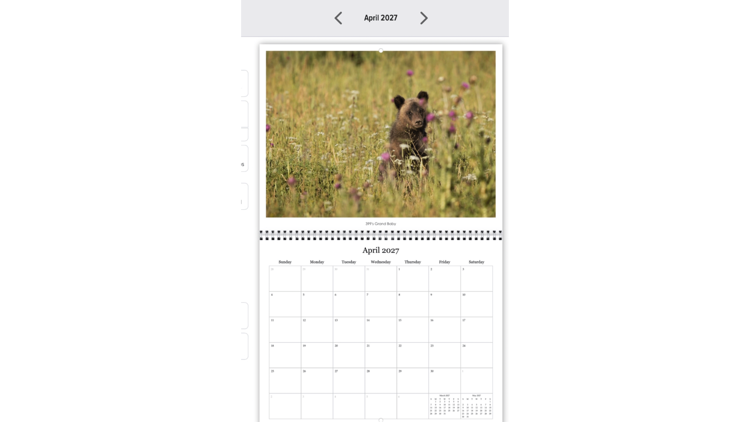 baby bear website.png