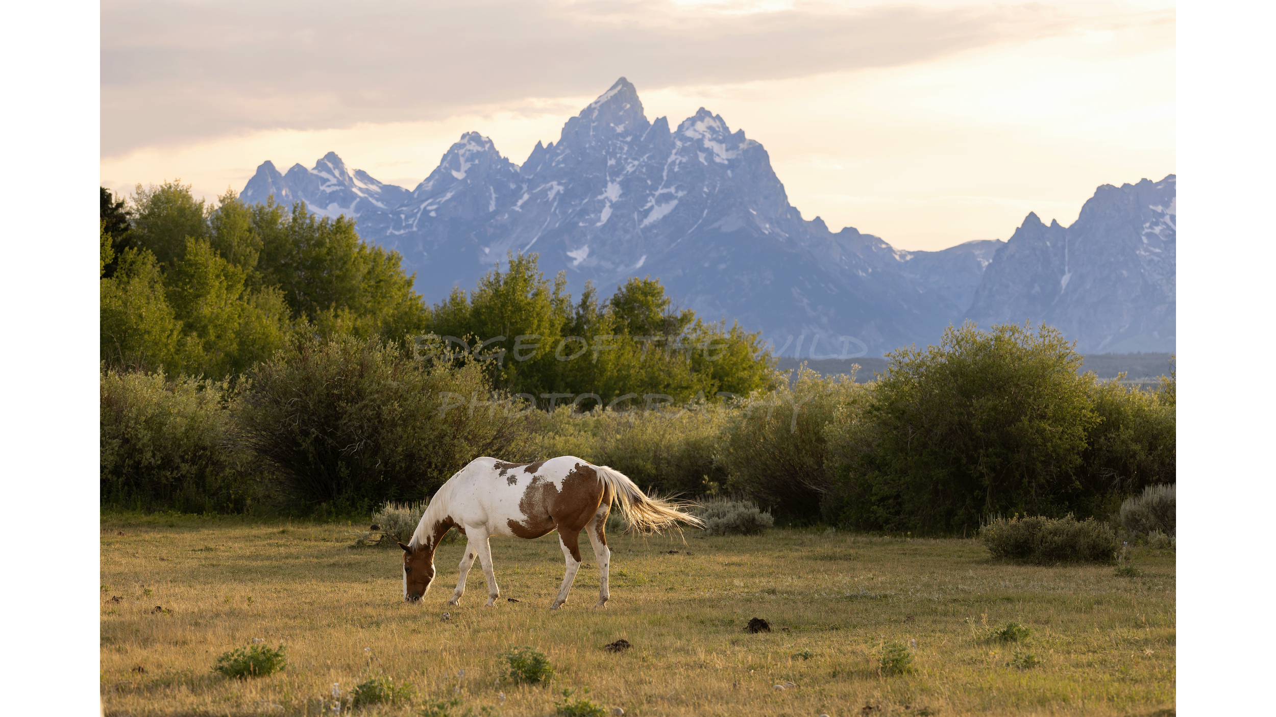 Painted Teton's