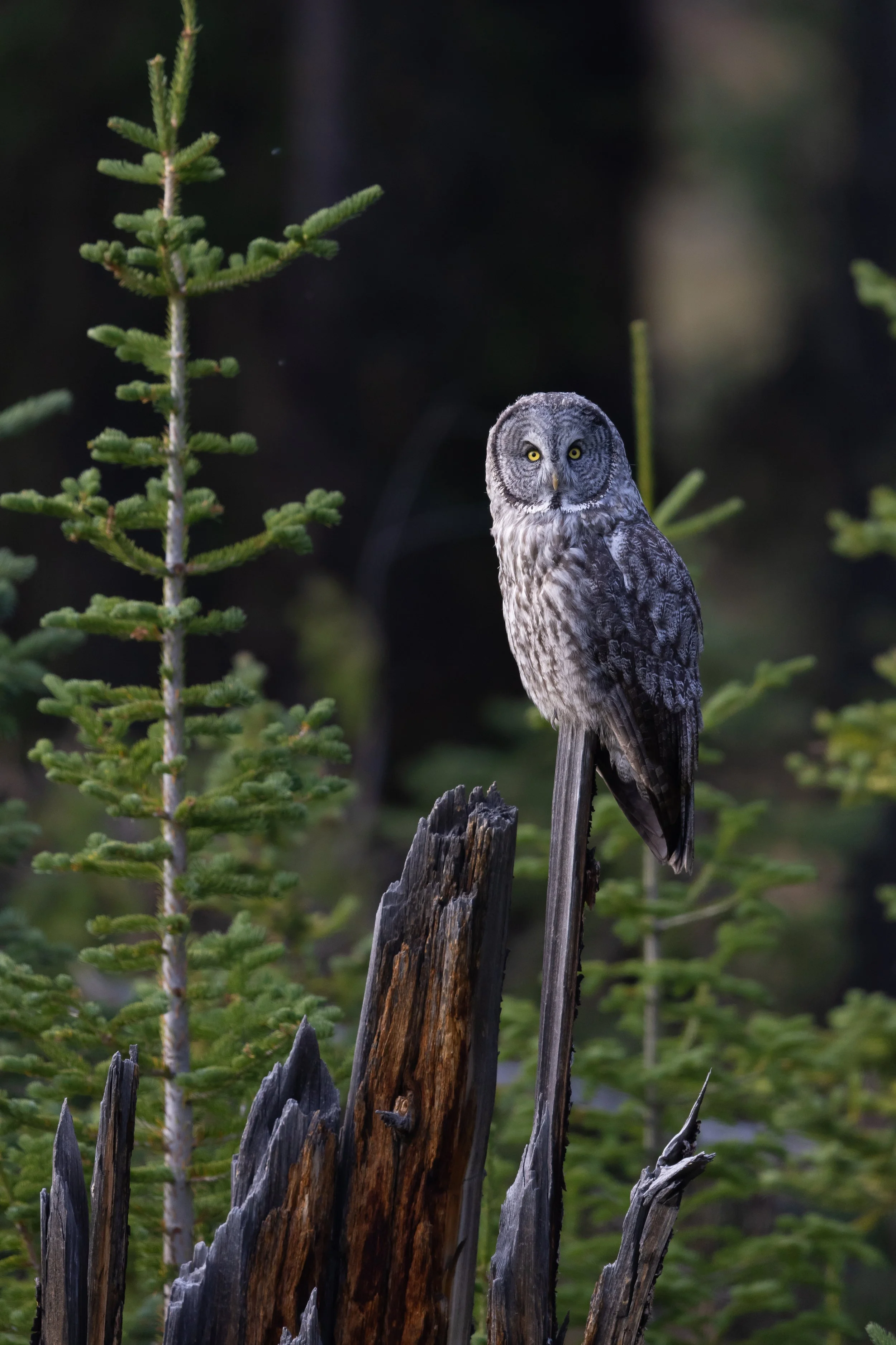 Great Grey Owl Puzzle 1000 piece