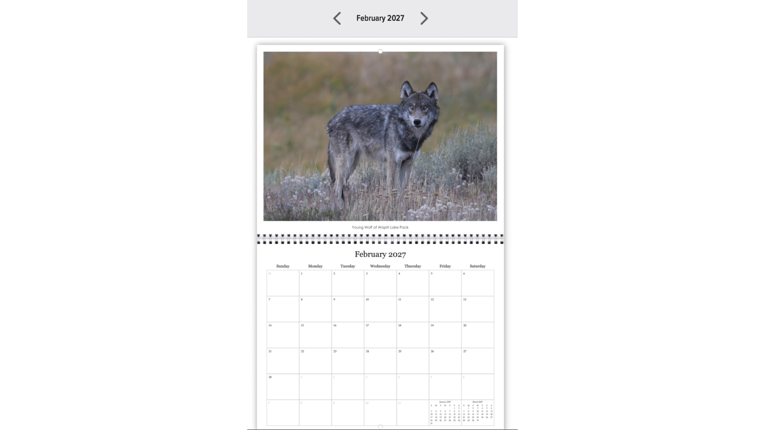 wolf website phoot.png