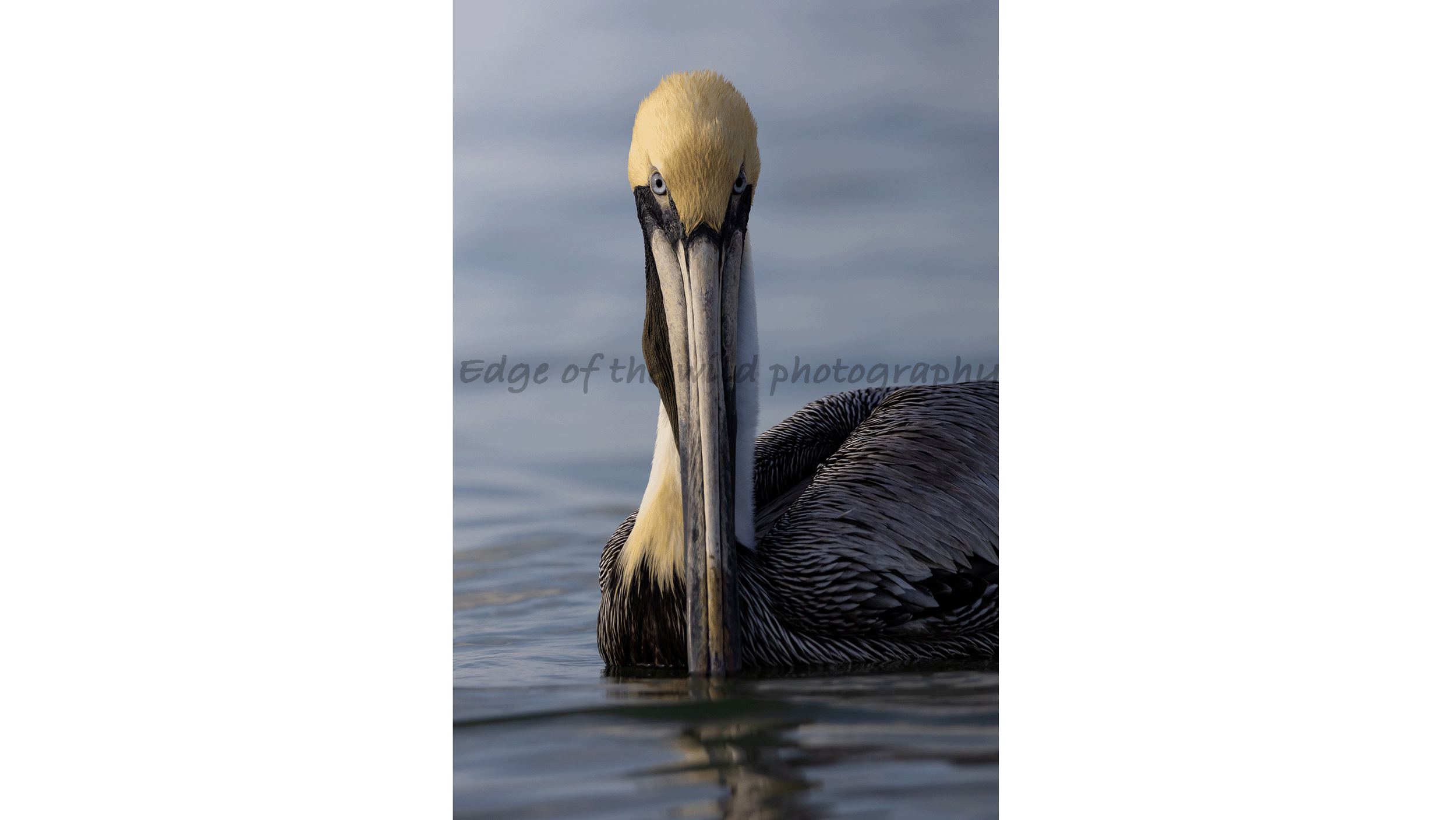 ss pelican.png