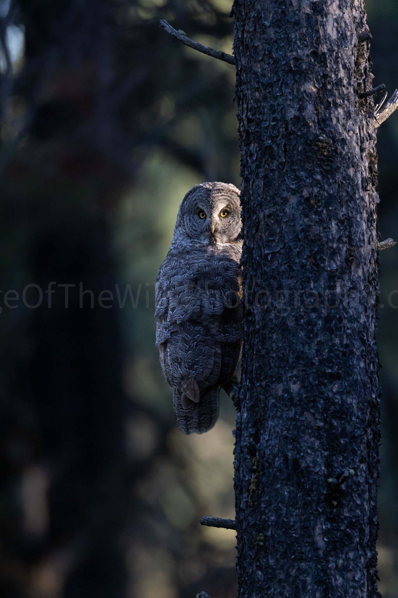 The Light In The Woods
