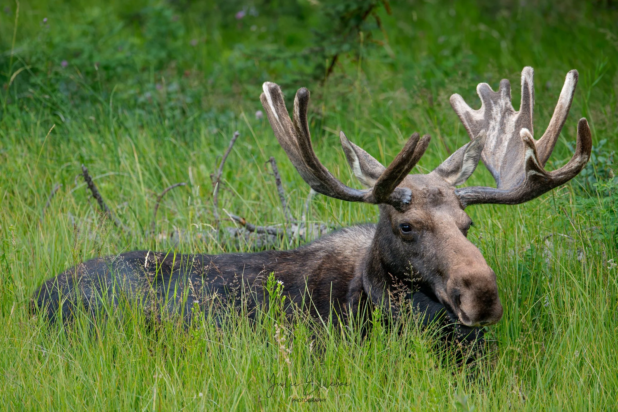 Moose For Couple At Gros Vaunte