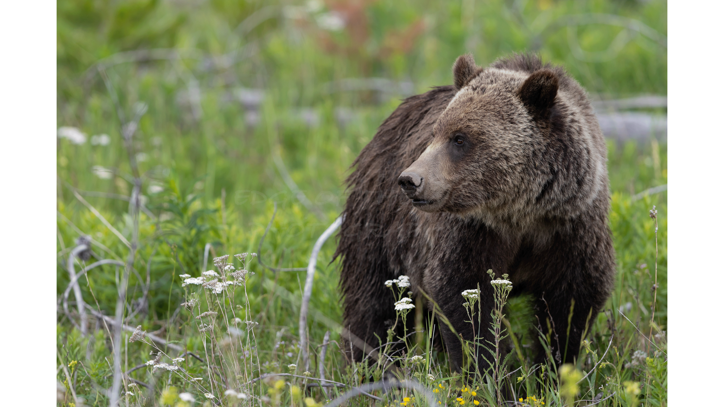 Young Yellowstone (unknown young Grizzly in Yellowstone National Park)
