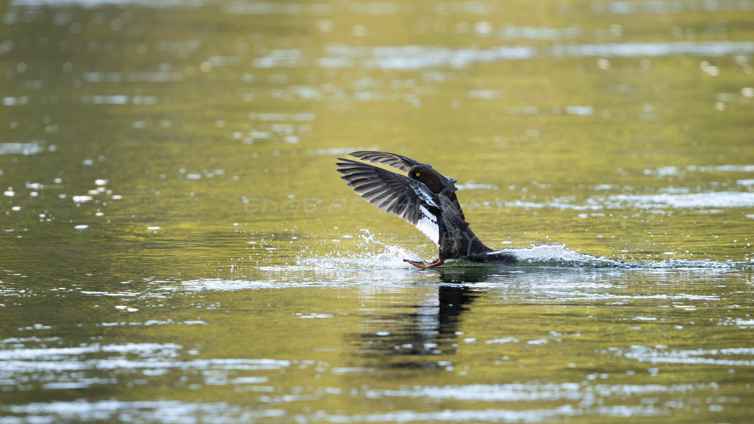 Skiing Golden Eye