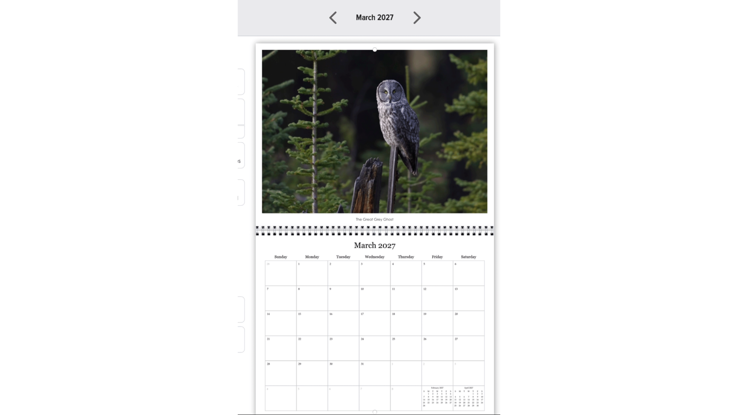 owl website photo.png