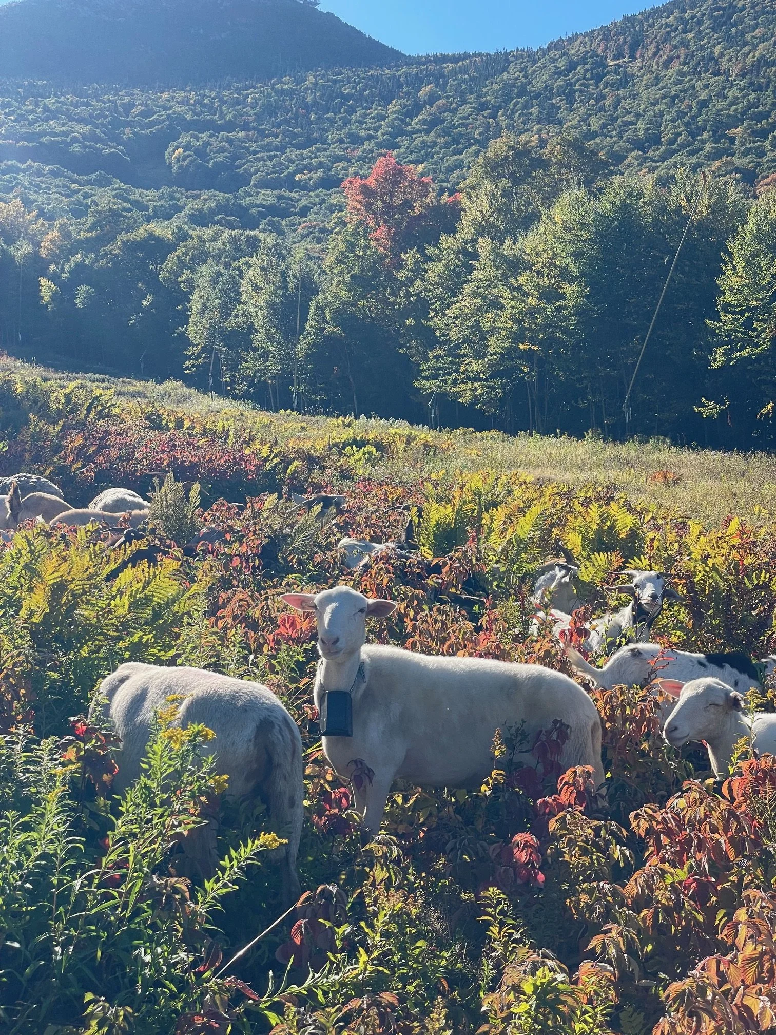 Sheep grazing on ski mountain to meet vegetation management objectives