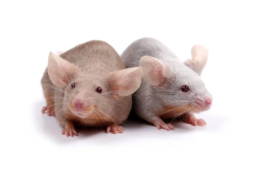 bigstock-Couple-Of-Mice-1118911.jpg