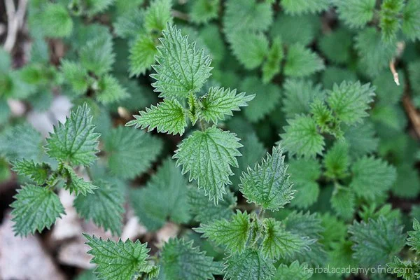 Nettles.jpg