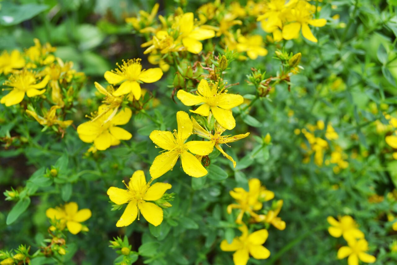 22.-St-Johns-Wort_by-Jane-1280x853.jpg