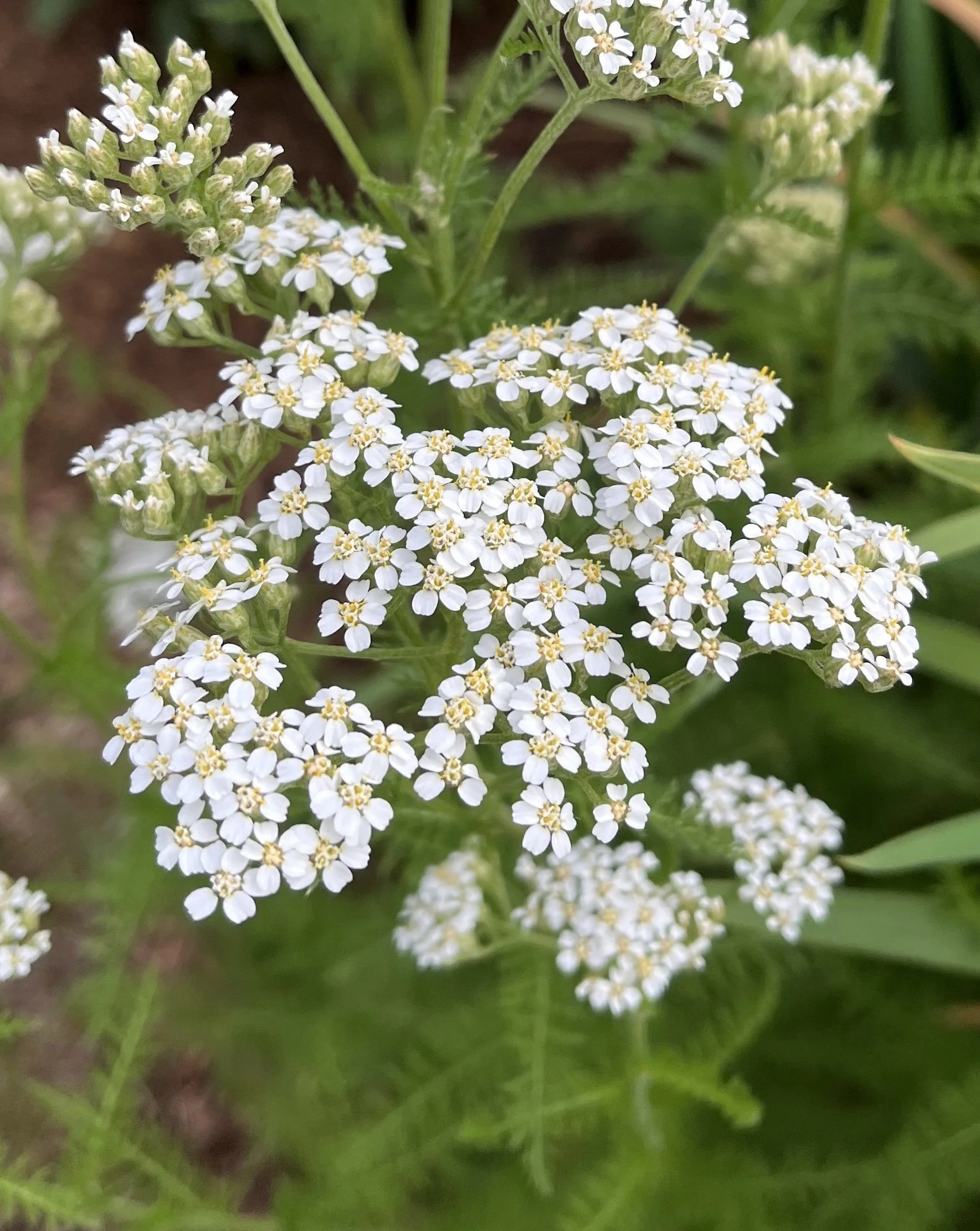 Yarrow_IMG_0532_jlcm-TH.jpg