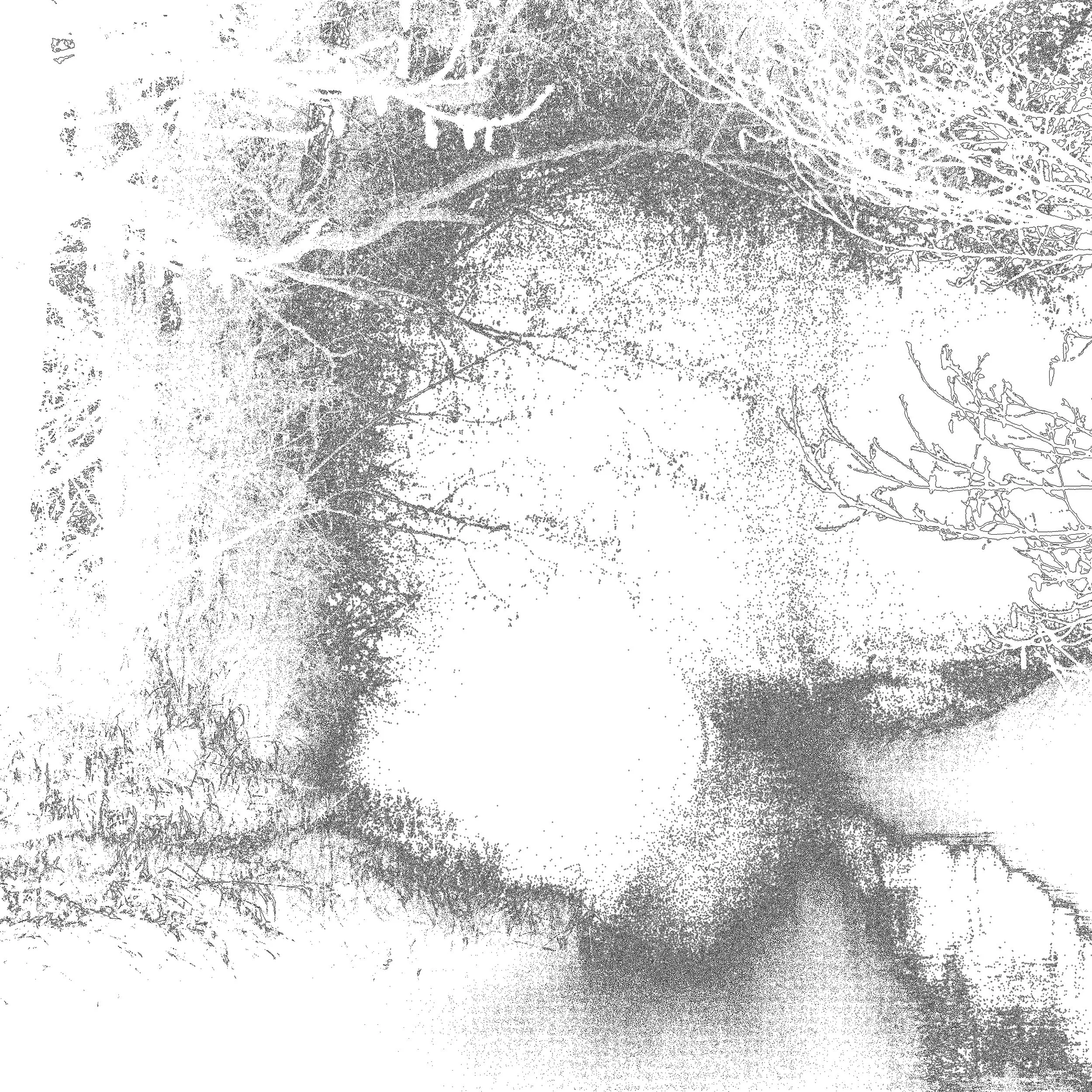 A black and white stylized image of several tree branches without leaves, creating an abstract pattern.