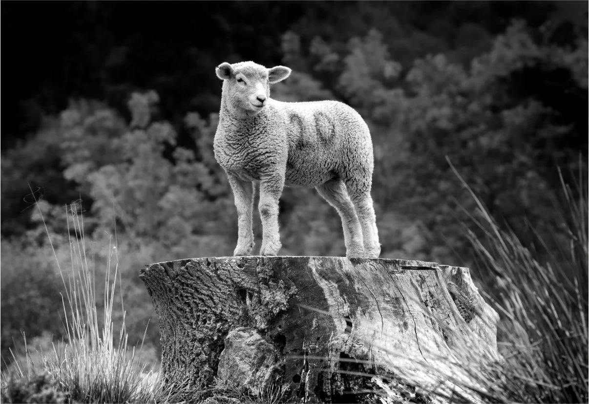 Photos - lamb.jpg