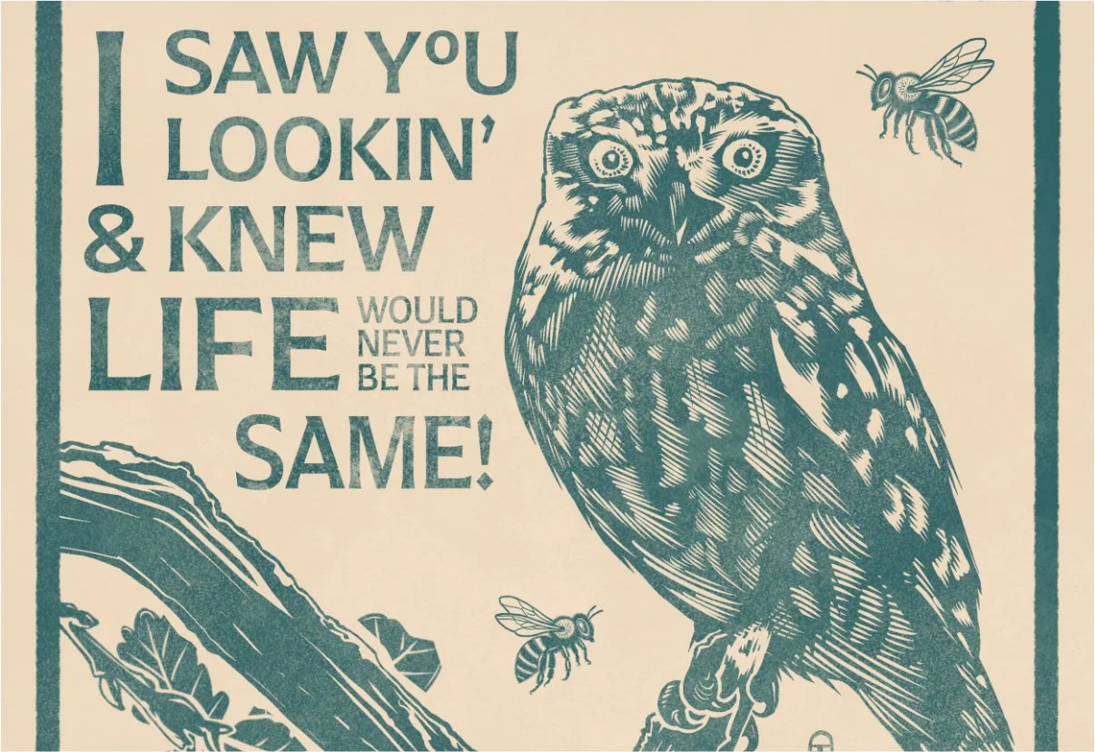 Cards - owl.jpg