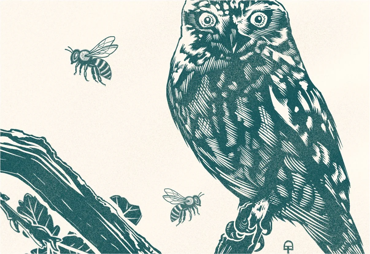 Original art - owl.jpg