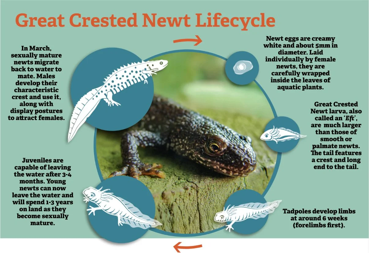 Marketing - newt asset.jpg