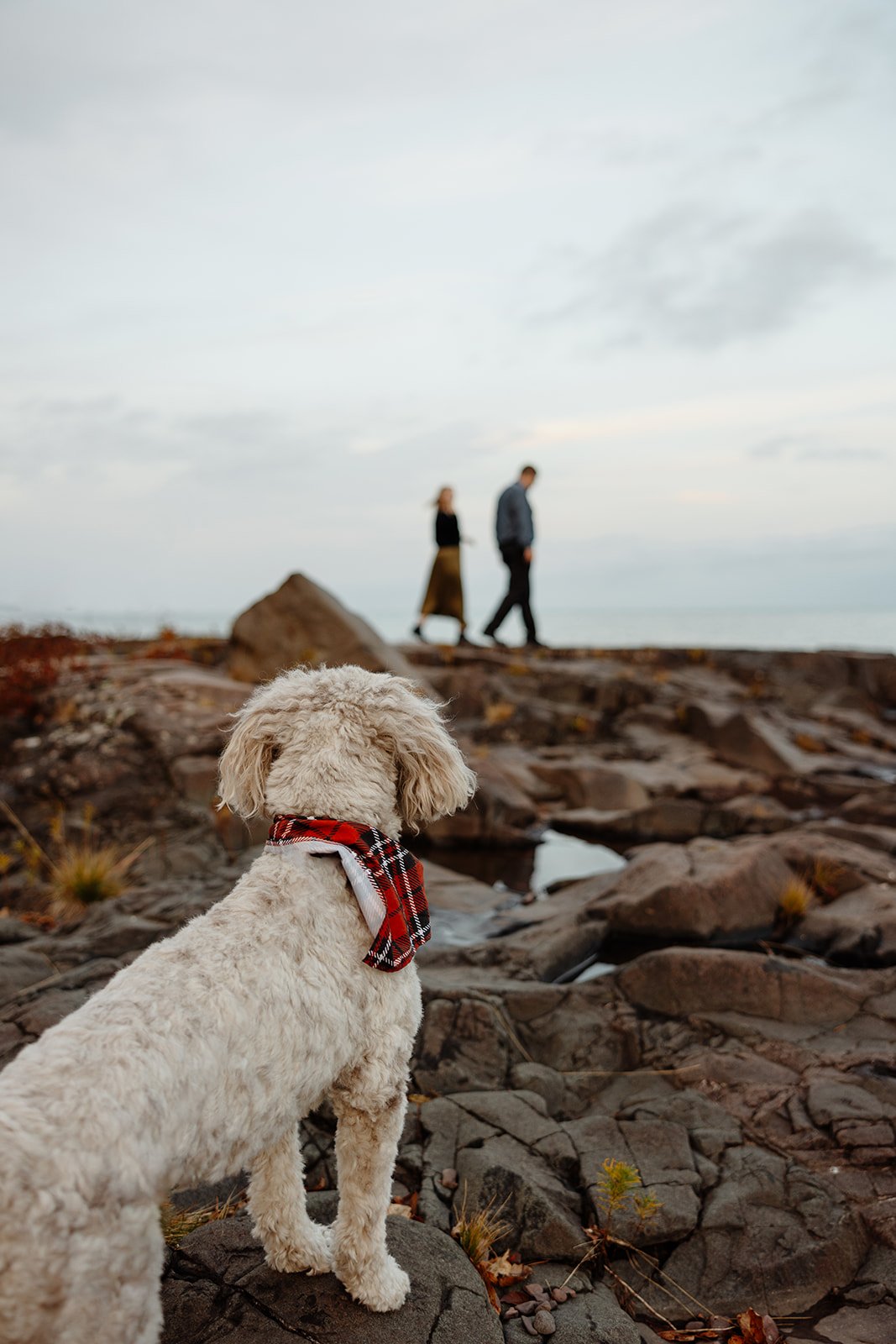 A dog with a red plaid bandana sitting on rocks and looking at two people walking on a rocky shoreline in the background.