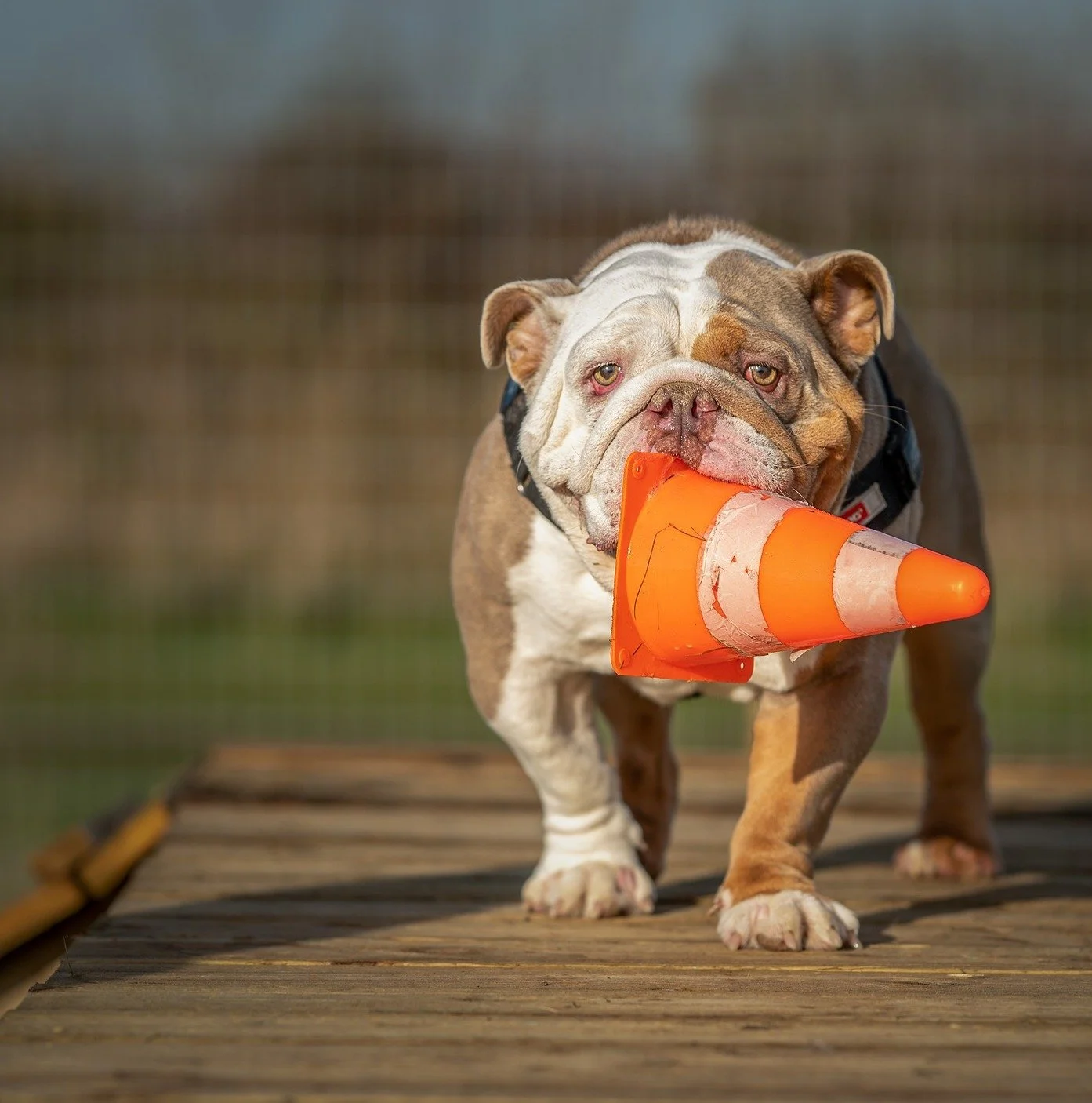 Fort Paws Dog Fest