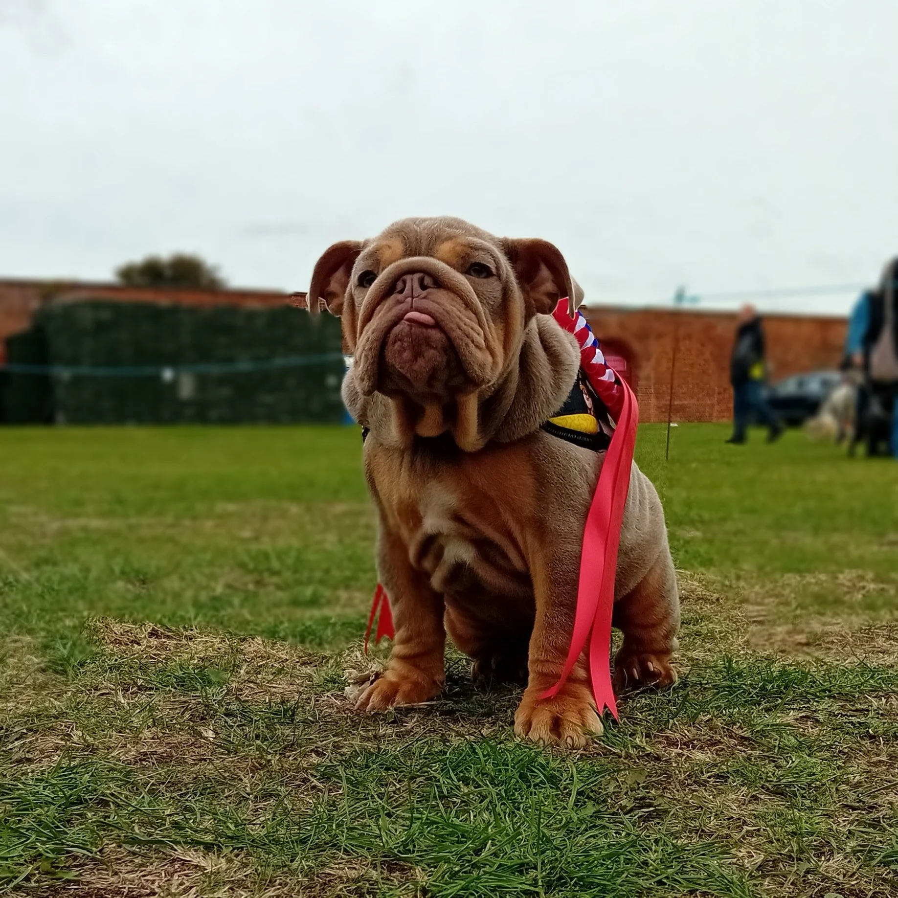 Fort Paws Dog Festival and dog show 