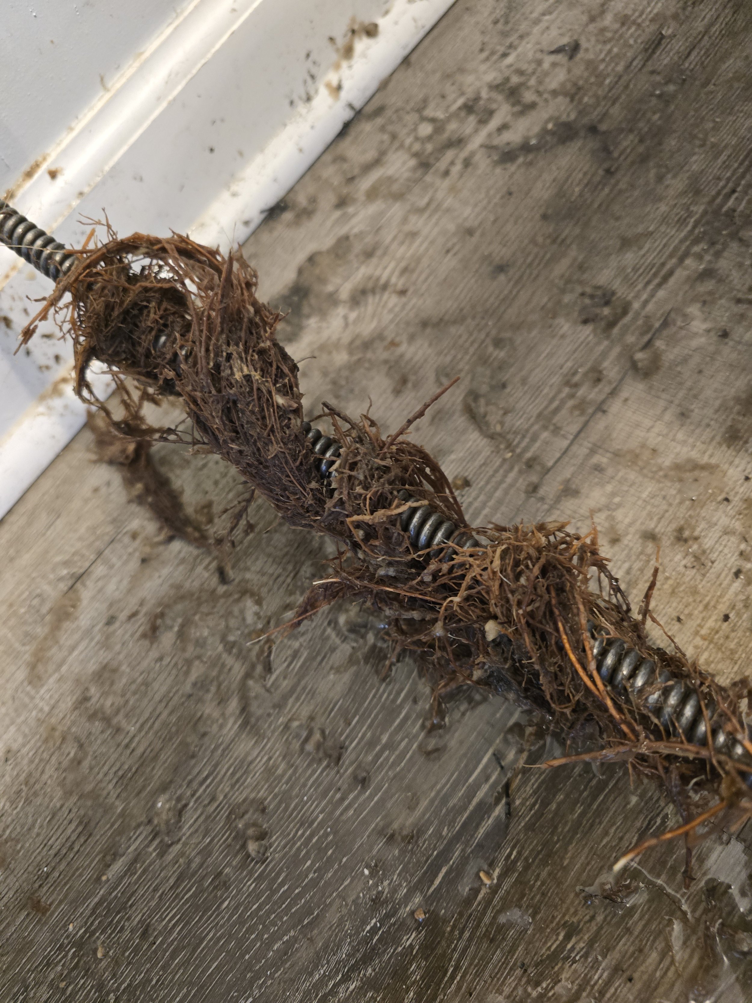 Tree roots removed from a clogged drain line during professional drain cleaning