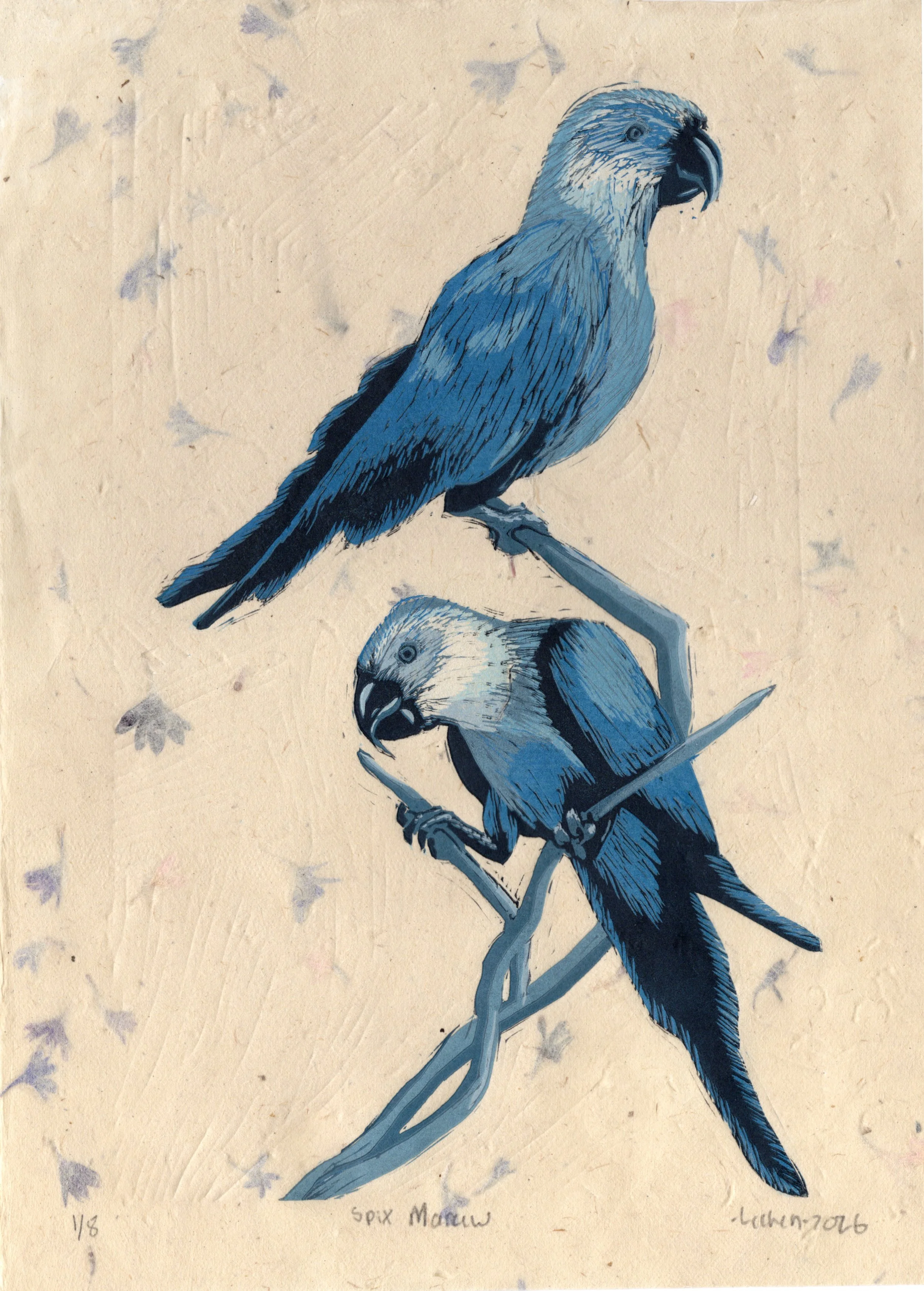 Spix Macaw,
2026
10x14,
reduction linoleum cut