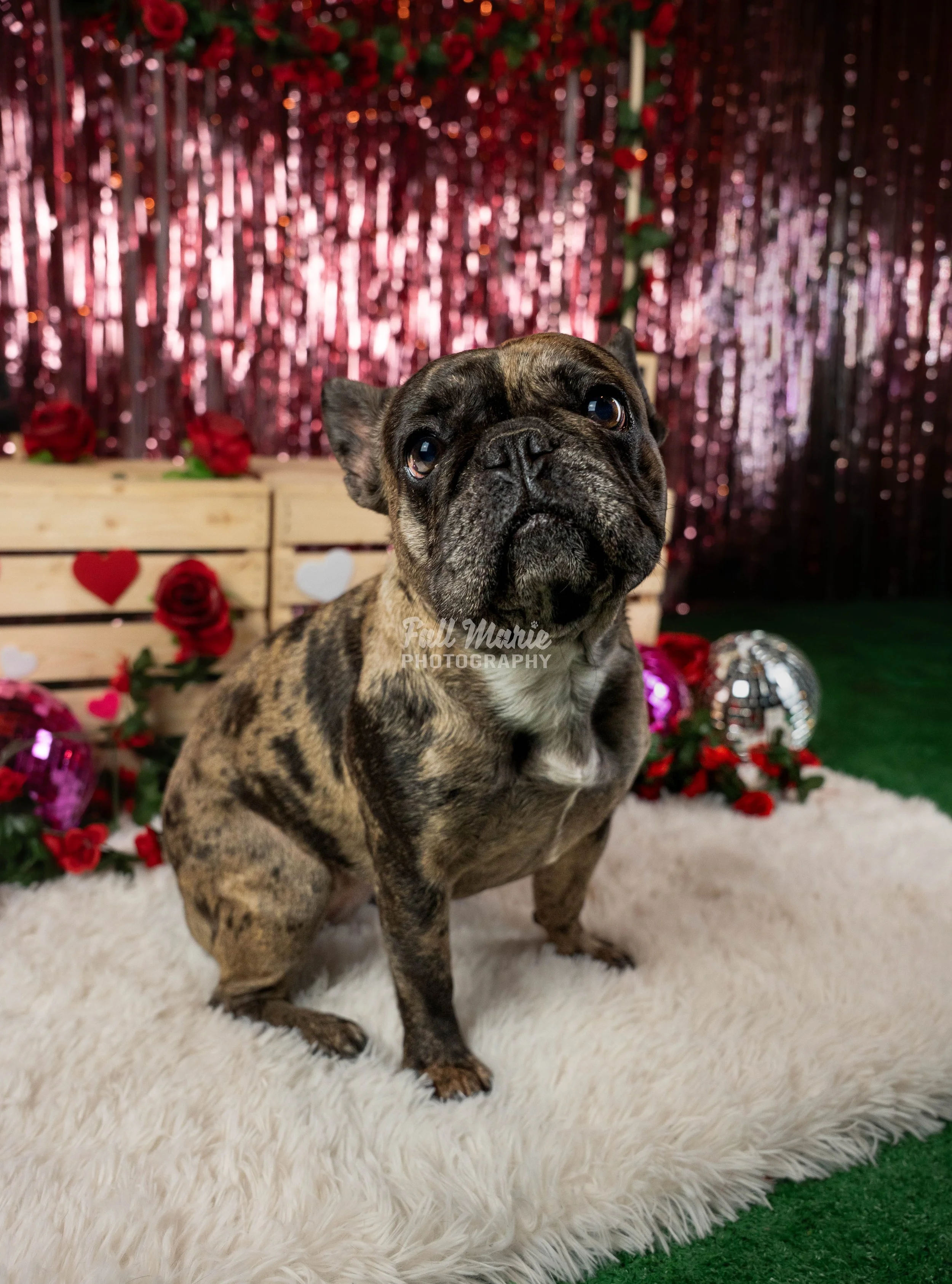 A brindle French Bulldog puppy sitting on a white fluffy rug with Valentine's Day decorations, including red roses, hearts, and a small disco ball, in front of a shimmering pink and red tinsel backdrop.