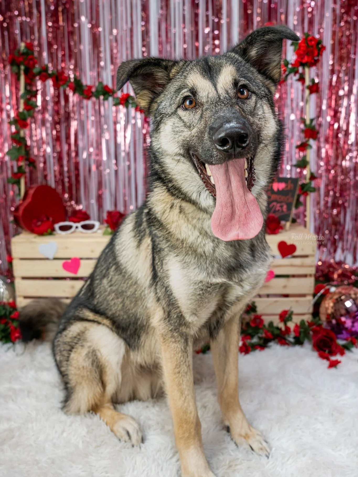 Okay but if joy had a face&hellip; it would be Milo. 😍

Meet Milo: 52lbs of happy, high-energy, &ldquo;LET&rsquo;S GOOOOO&rdquo; enthusiasm.

Milo came to the shelter as a transfer from MADACC, and he has clearly decided that his new life motto is: 