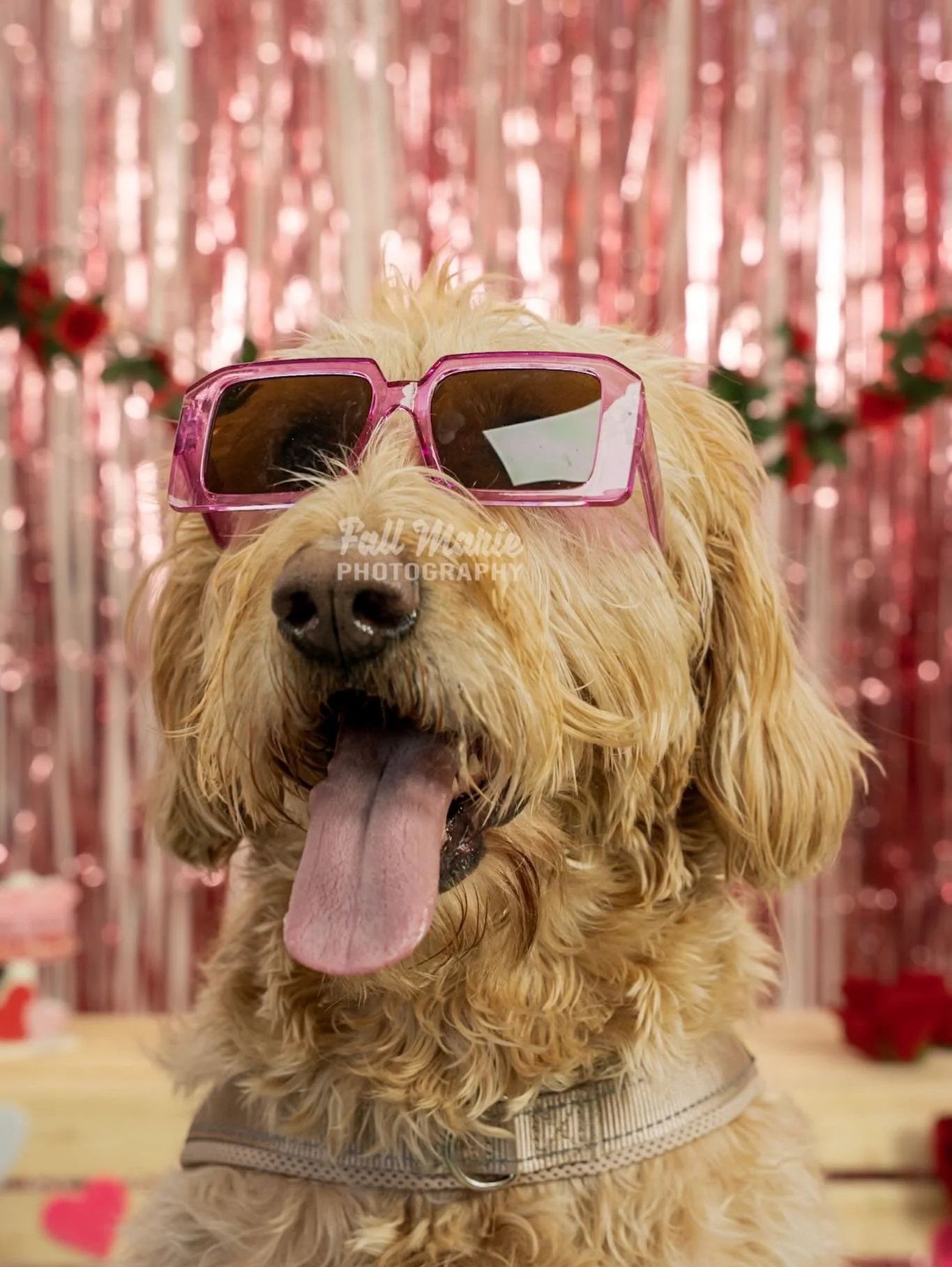 Elmbrook Humane Society you guys absolutely showed up and made the Valentine&rsquo;s Day magic happen at the Kissing Booth! ❤️💋

What a fantastic day celebrating with all the furry friends! 

Which shot is your favorite? 

#dogphotography #frenchbul