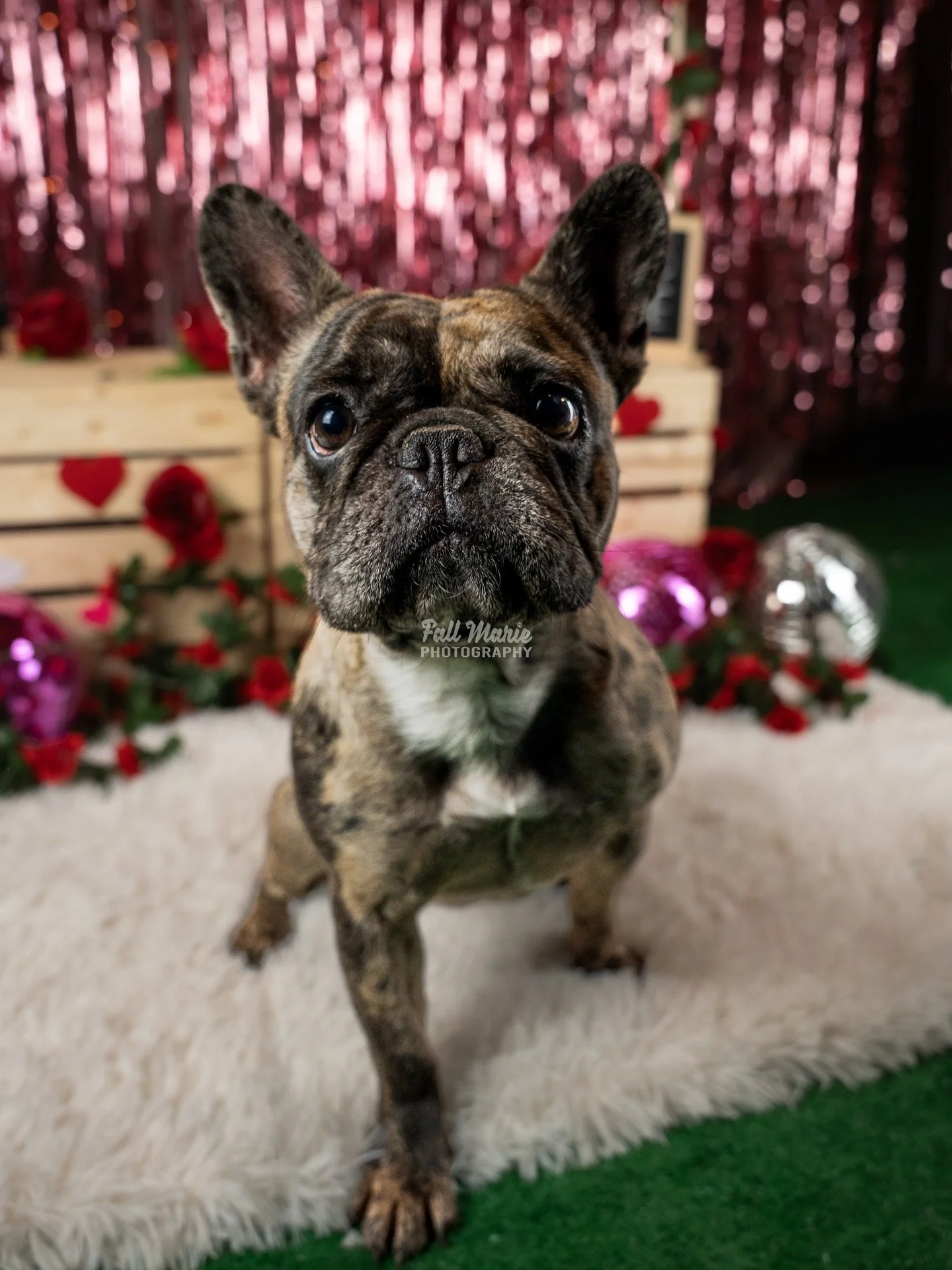 How about some Frenchie love for Valentine&rsquo;s Day 💕 

#frenchie #frenchbulldog #frenchies #dogphotography