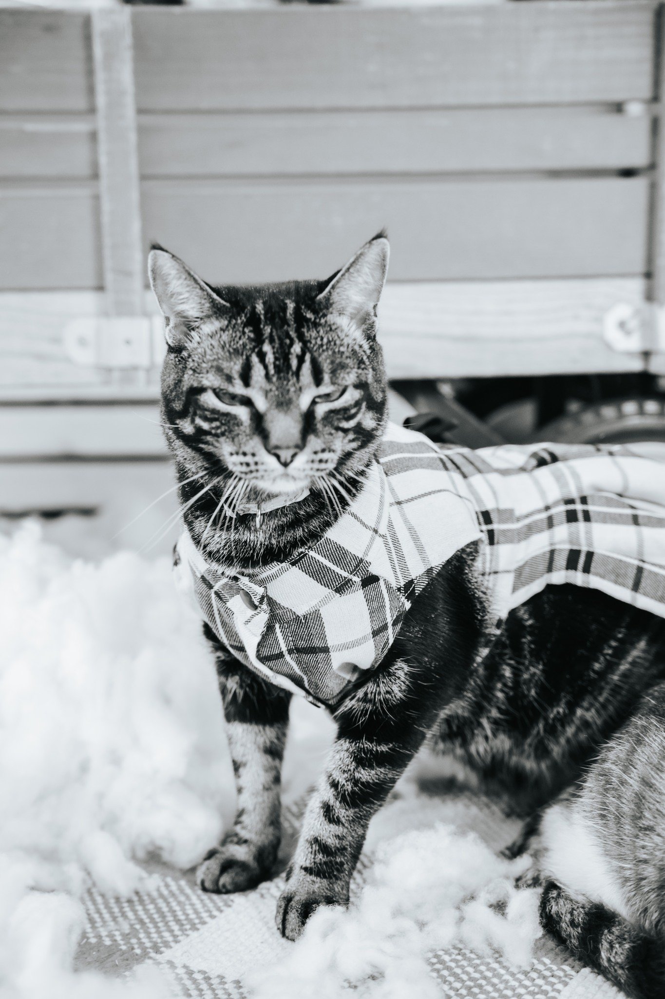 How I feel knowing that we are just around the corner from 2025 still feeling like I'm back in 2020. 

At least I have the holidays! 

 #HolidayPhotoshoot #christmas2025 #HolidayPhotosWI #CedarburgWI #MilwaukeePhotographer #WestBendPhotographer #West