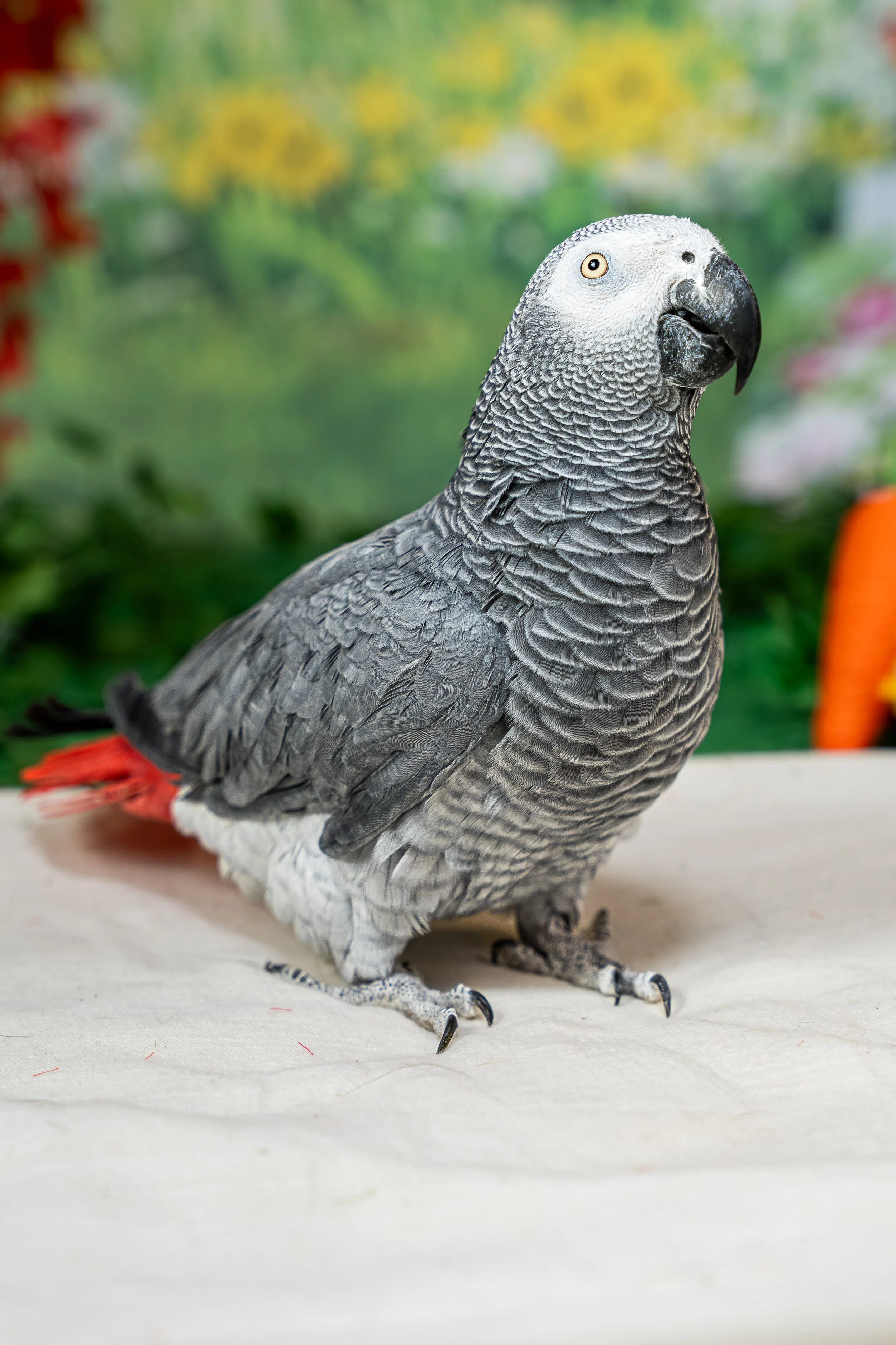 Easter Paw-cnic 2026: A Spring Pet Photography Event at Washington County Humane Society