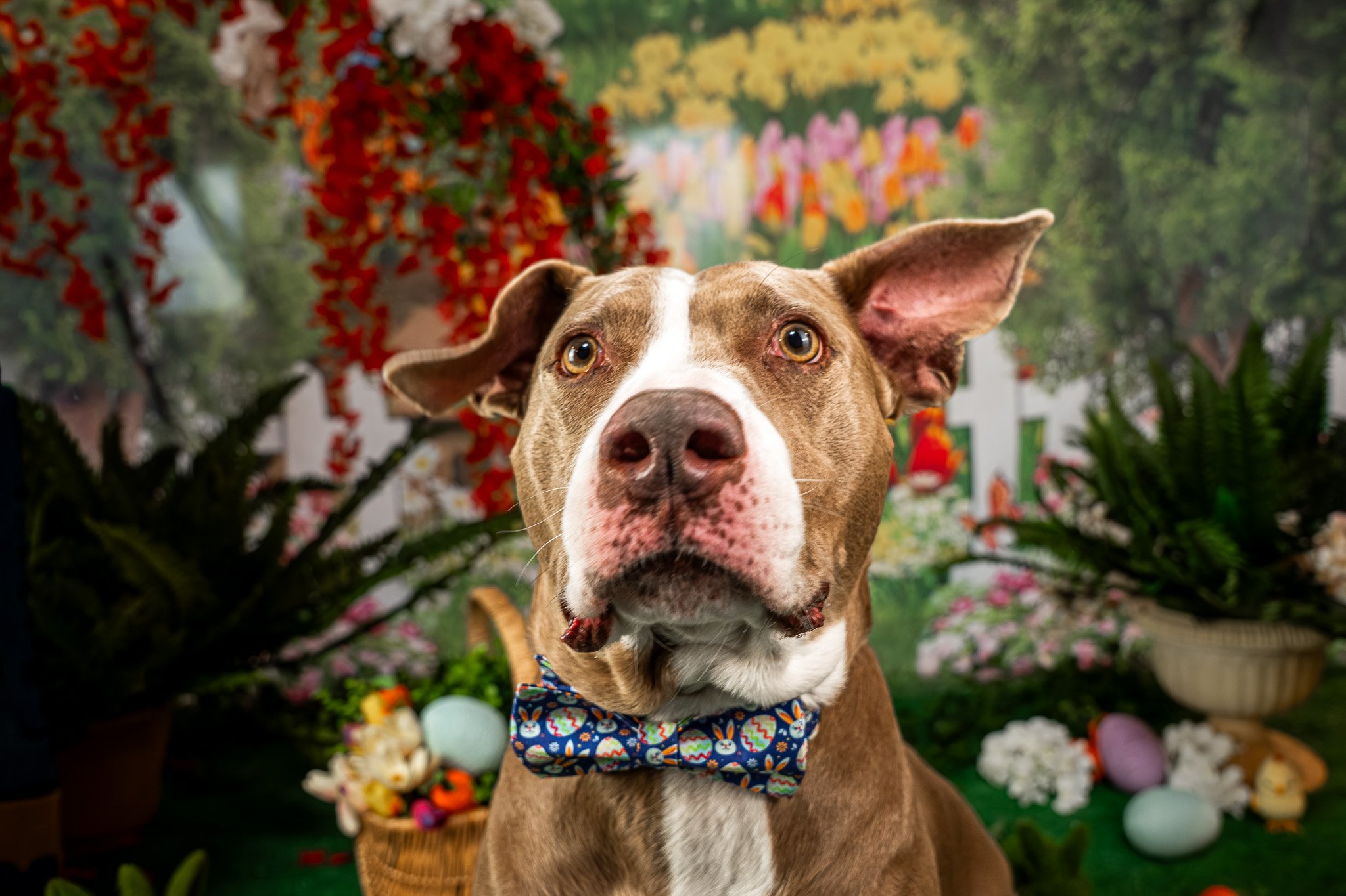 How to Prepare Your Dog for a Photo Session (Without Stressing Yourself Out)