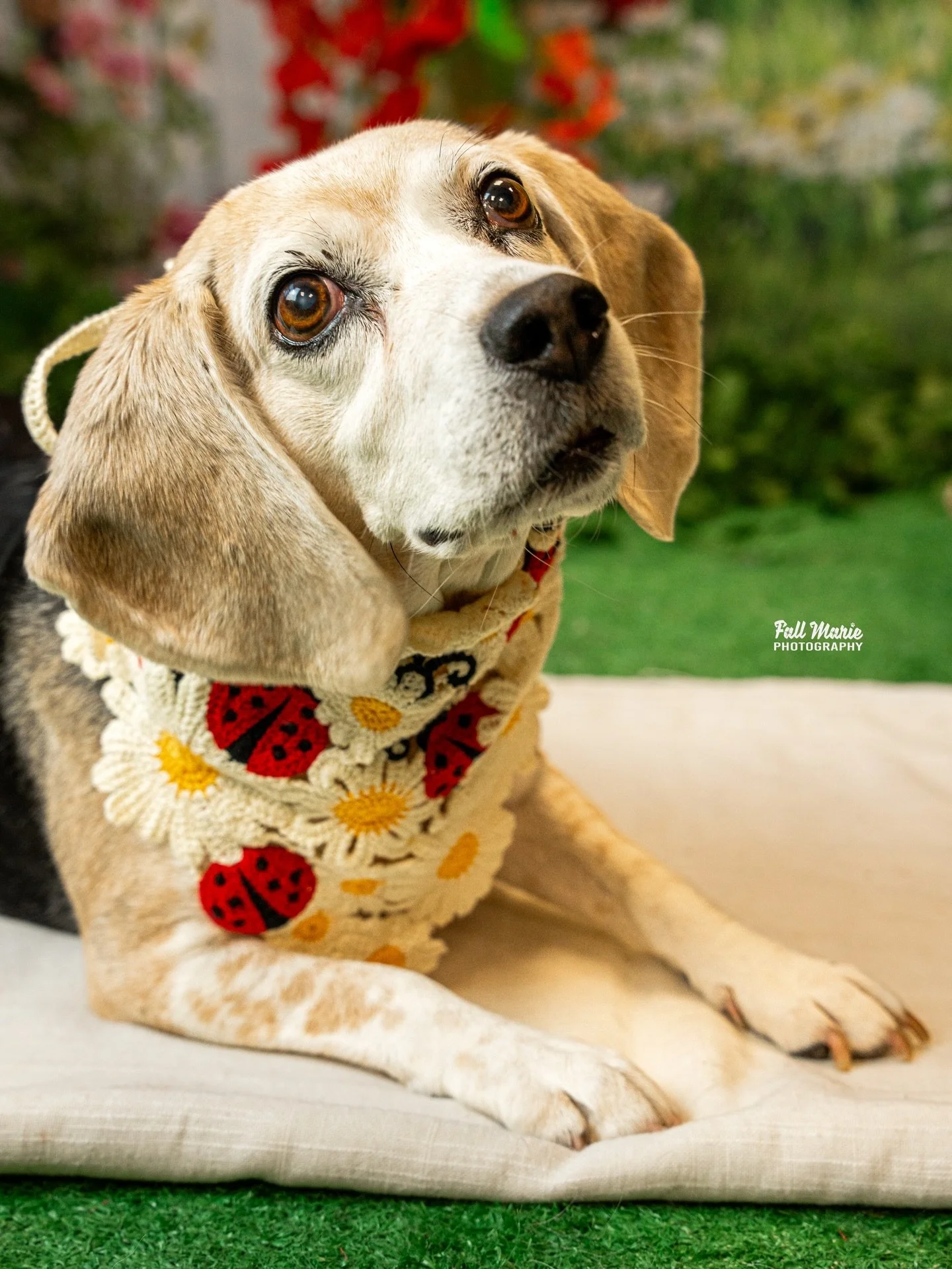 🌼 Sweet Dazie girl 🌼

@crazylazydazie found her way into the @spapawandtail for an Easter Pawcnic in the Park 🌸

Please for my sake, tell her how stinking cute she is 🥹🥹

#fallmariephotography  #wisconsinpetphotographer #petphotographer #beagle