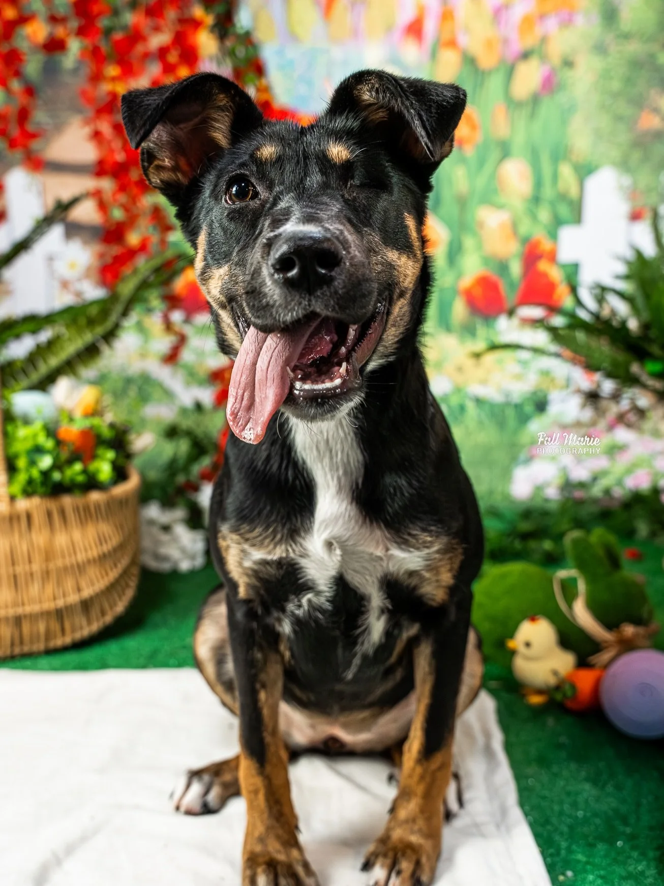 Little Valkeryie found her Furever home from the @wchspets_wi 🥹

Check out her Easter Photos from the Easter Pawcnic in the Park set 🌸🌸

#AdoptDontShop #WisconsinDogs #RescuePuppy AdoptMarigold ShelterDogLove