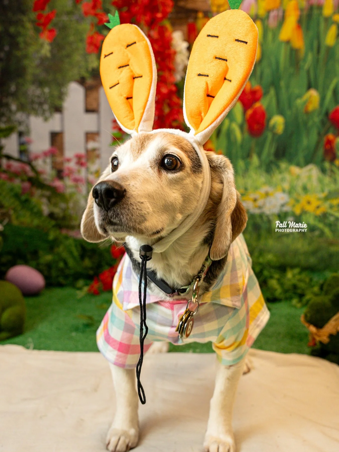 Bongo joined us at @spapawandtail for an Easter Pawcnic! 

Doesn&rsquo;t he just look dapper in his shirt 🥹🤌🏾

#fallmariephotography #petphotographer #westbendwisconsin #dogphotography #rescuedog