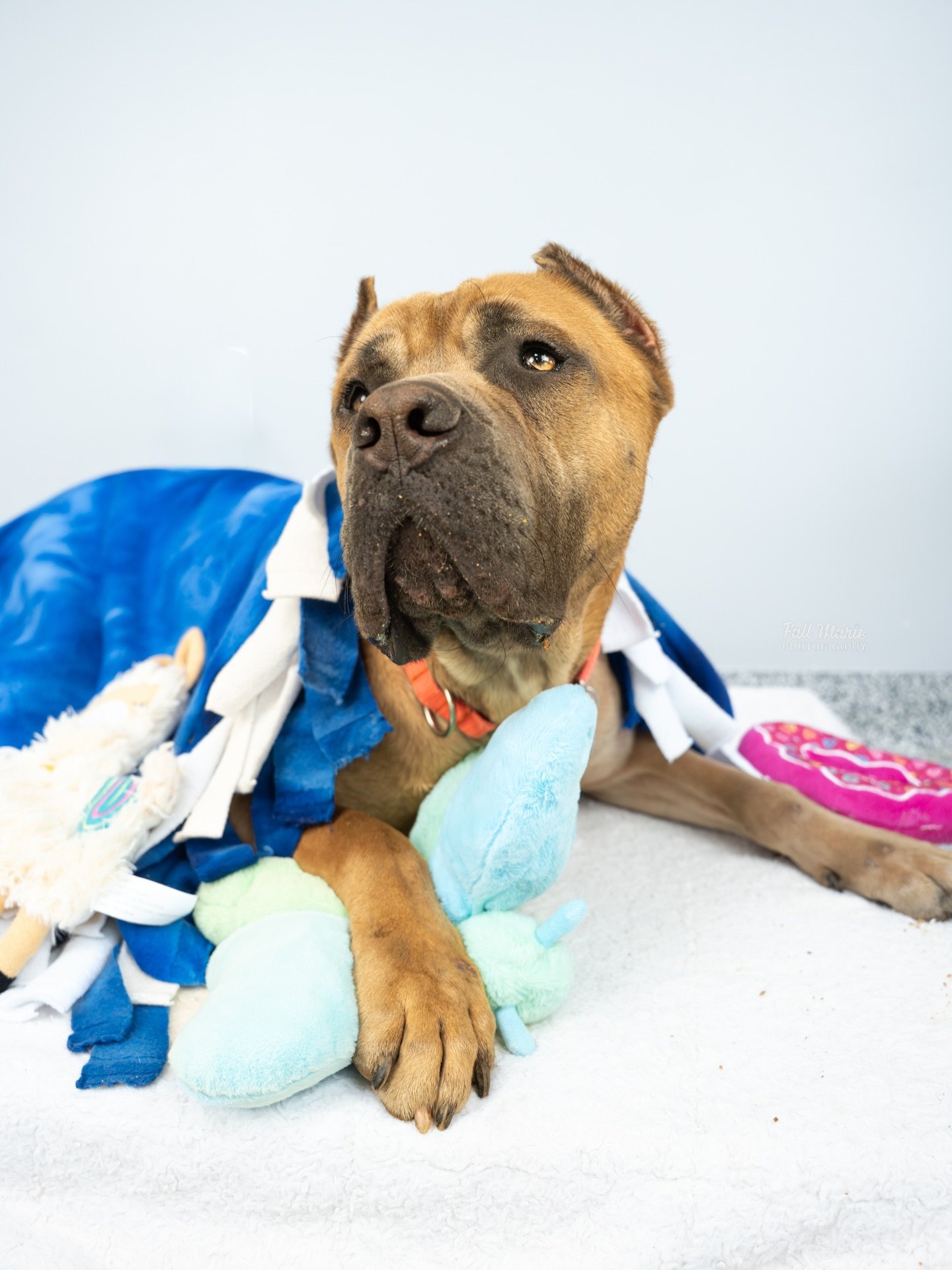 Sweet Xena girl found her furever home with thanks to @elmbrookhumanesociety 😭🌸🥹

#canecorsopuppy #canecorso #adopt #rescueadog #fallmariephotography