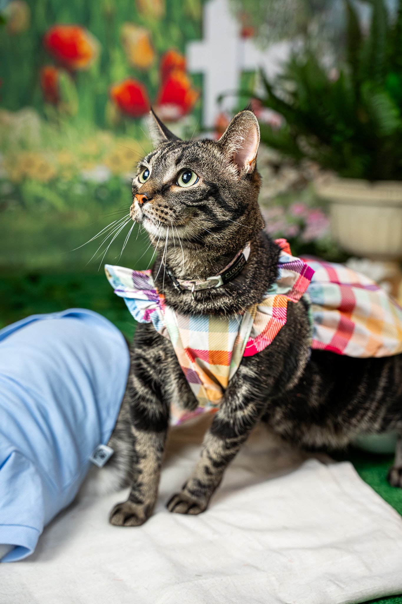 Mini-Sessions Near You: What They Are (and Why Your Dog Should Absolutely Attend One)