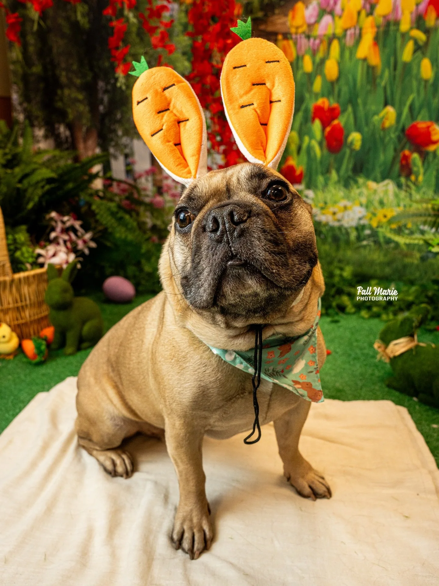 It&rsquo;s National Pet Day Y&rsquo;all! 

What a wonderful day to celebrate! 🎊 

Hug your sweet fur babies extra tight for me! Give them a boop on the snoot for me 🥹🥹

#nationalpetday #petday #fallmariephotography #petphotography #petphotographer