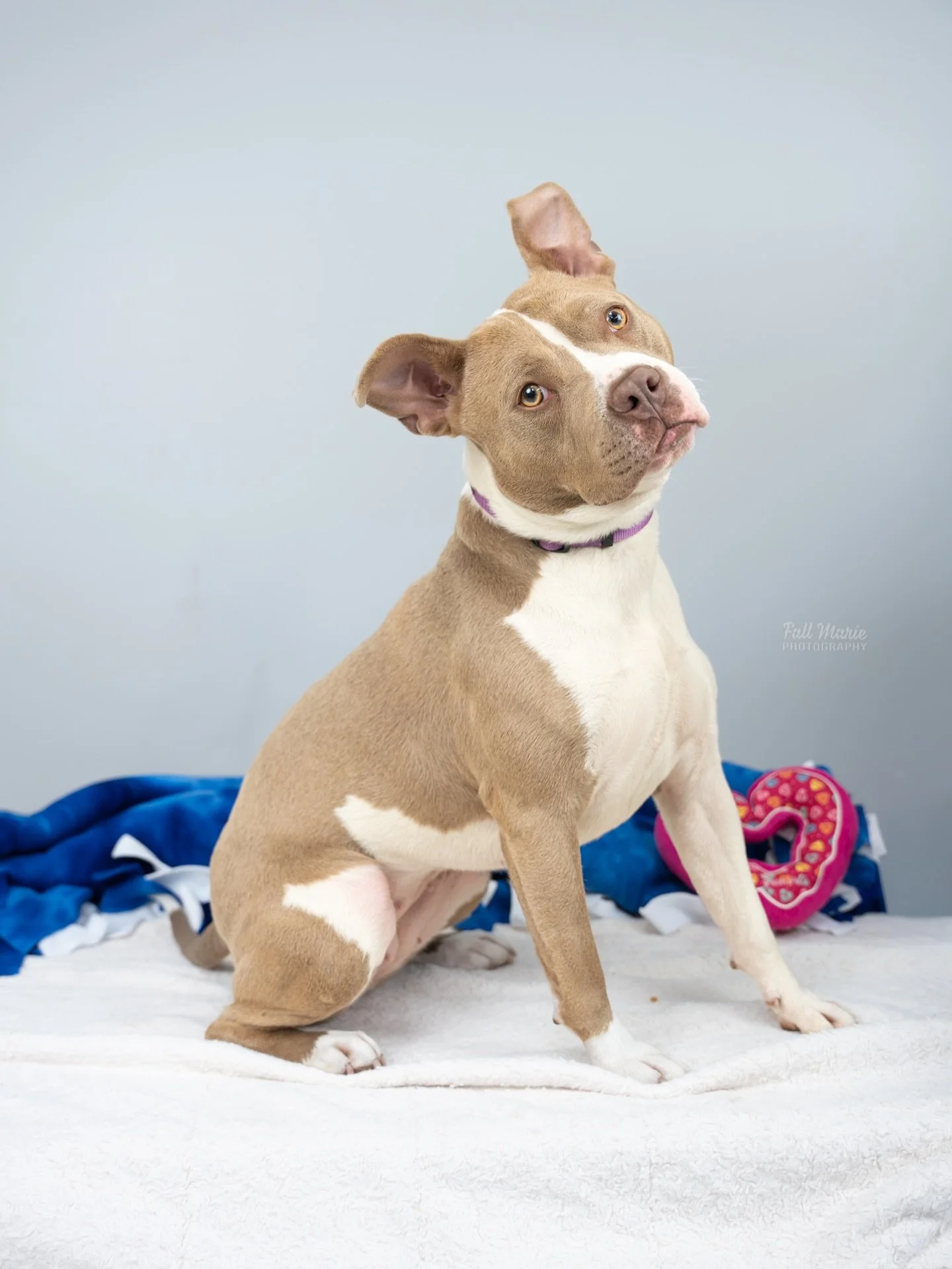 Garnet is exactly what her name promises &mdash; a total gem. 💎🐶

✔ Loves people
✔ Trail buddy material
✔ Excellent car passenger
✔ Crate trained
✔ Potty trained at home
✔ Adoption fee sponsored ($15.75!)

After some time in the shelter, she&rsquo;
