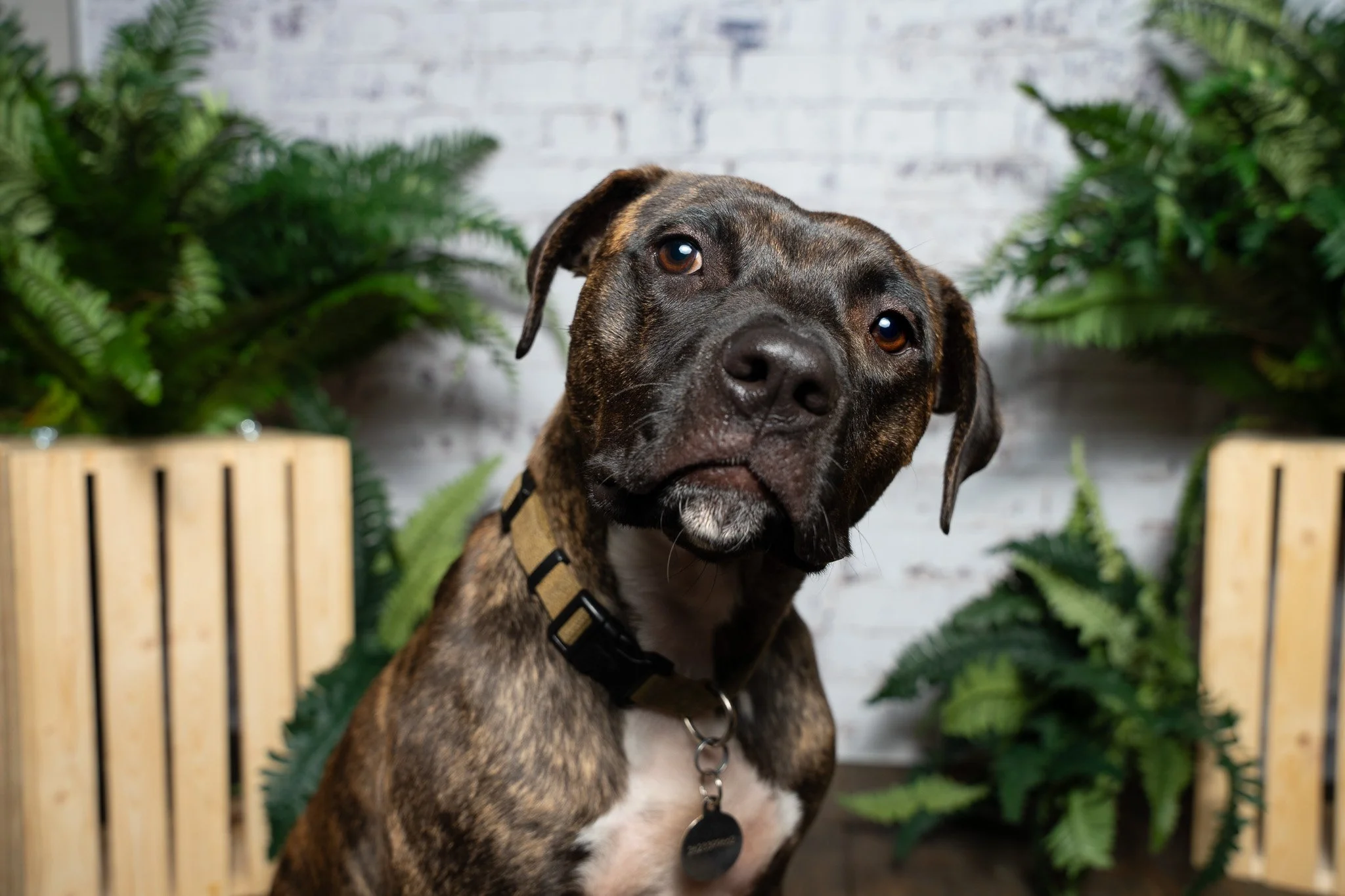 Mother’s Day: Pet photography edition