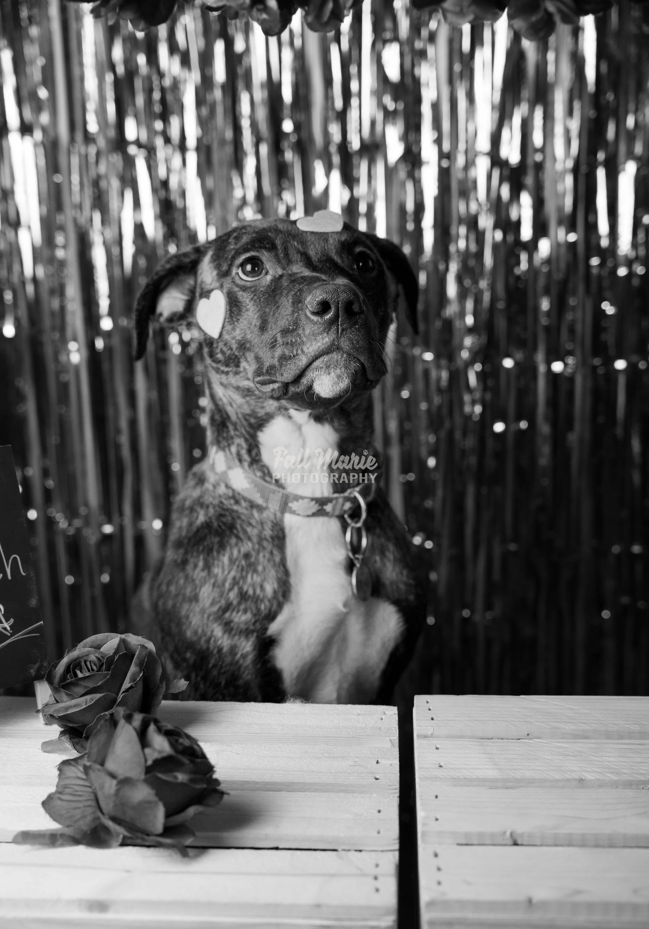 A black and white photo of a dog sitting behind a wooden table with roses. The dog has stickers on its face and wears a collar, with a shiny, textured backdrop.