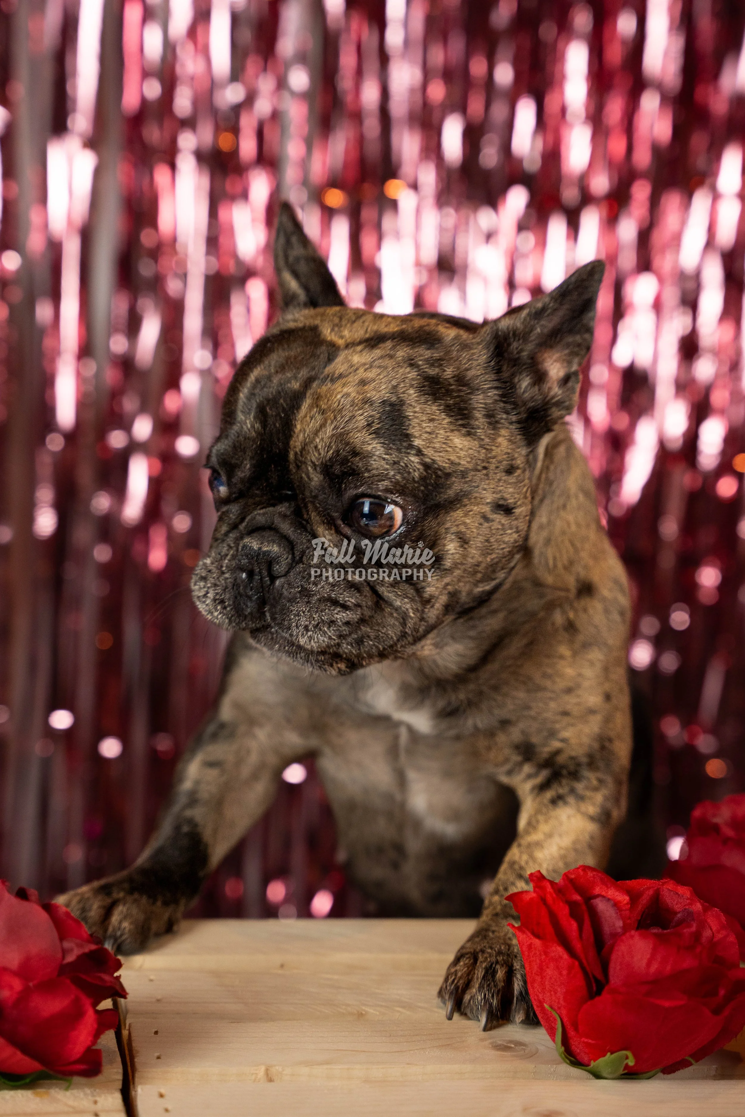 A brindle French Bulldog puppy on a wooden surface with red roses nearby, against a pink tinsel background.