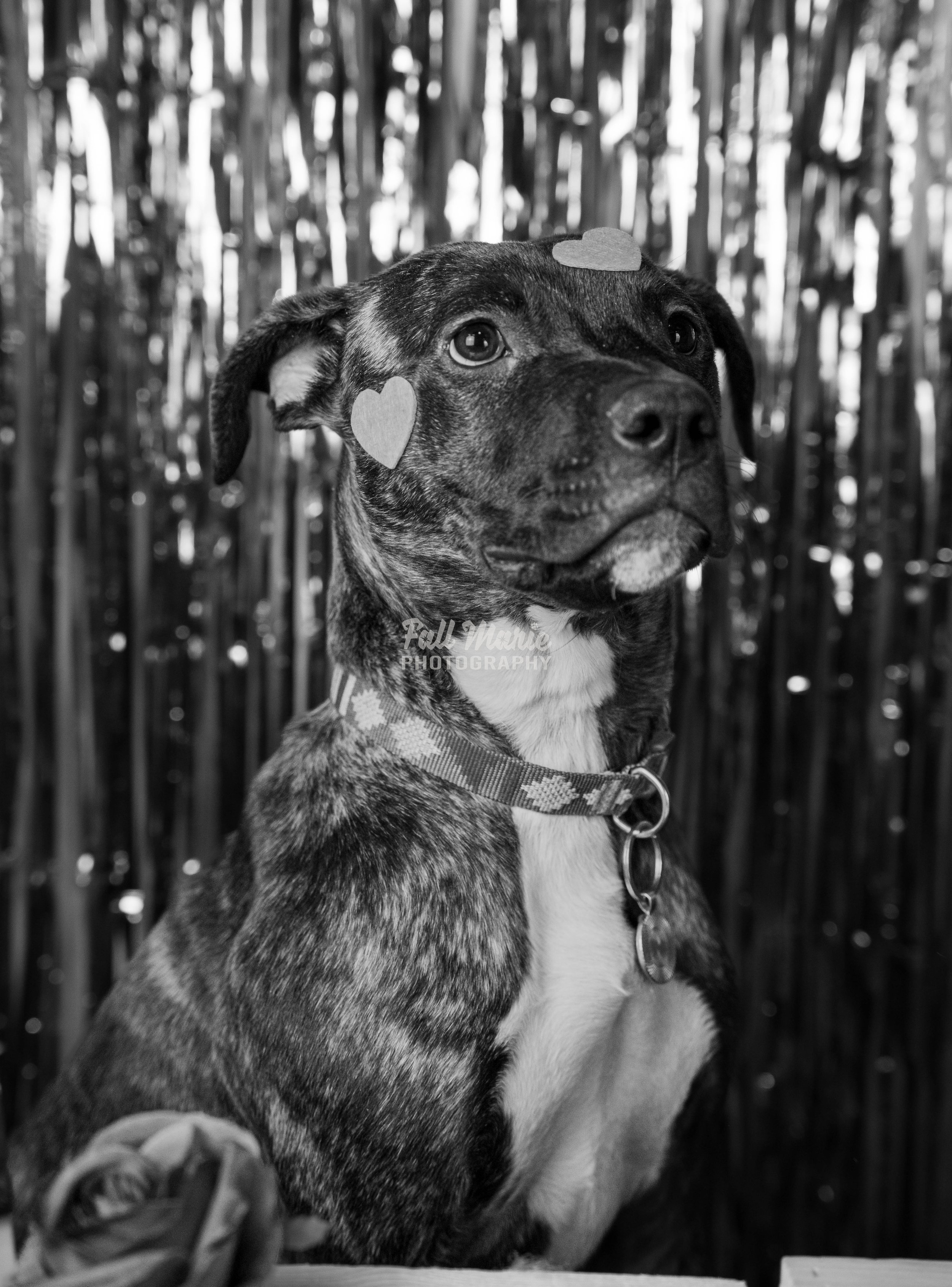 Black and white photo of a mixed breed dog with a collar, sitting outdoors in front of a bamboo fence, with heart-shaped stickers on its face.