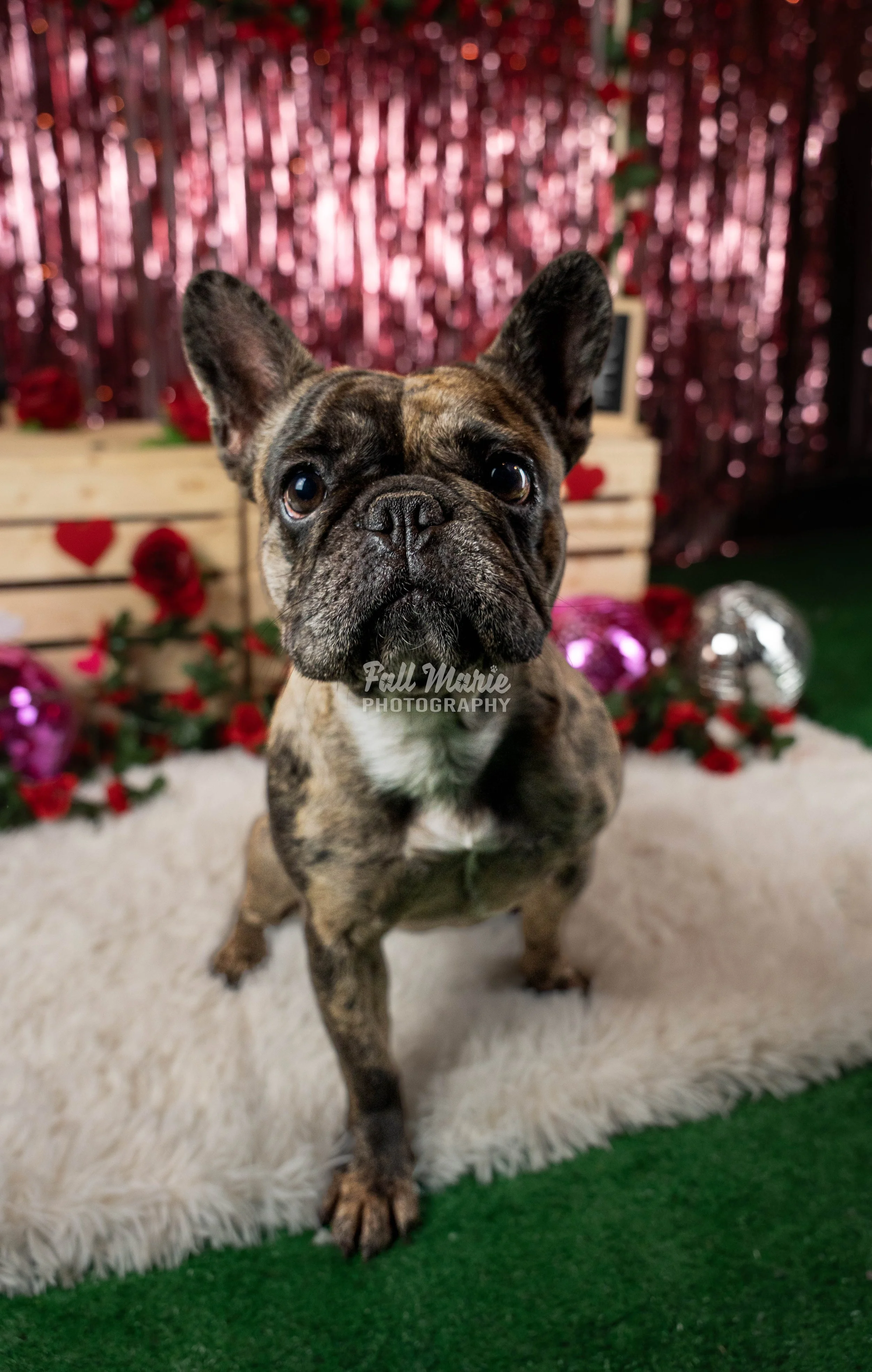 A French Bulldog puppy with a brindle coat sitting on a white fluffy rug, with a Valentine's themed background featuring red roses, pink heart-shaped balloons, and a wooden crate with small chalkboard signs.