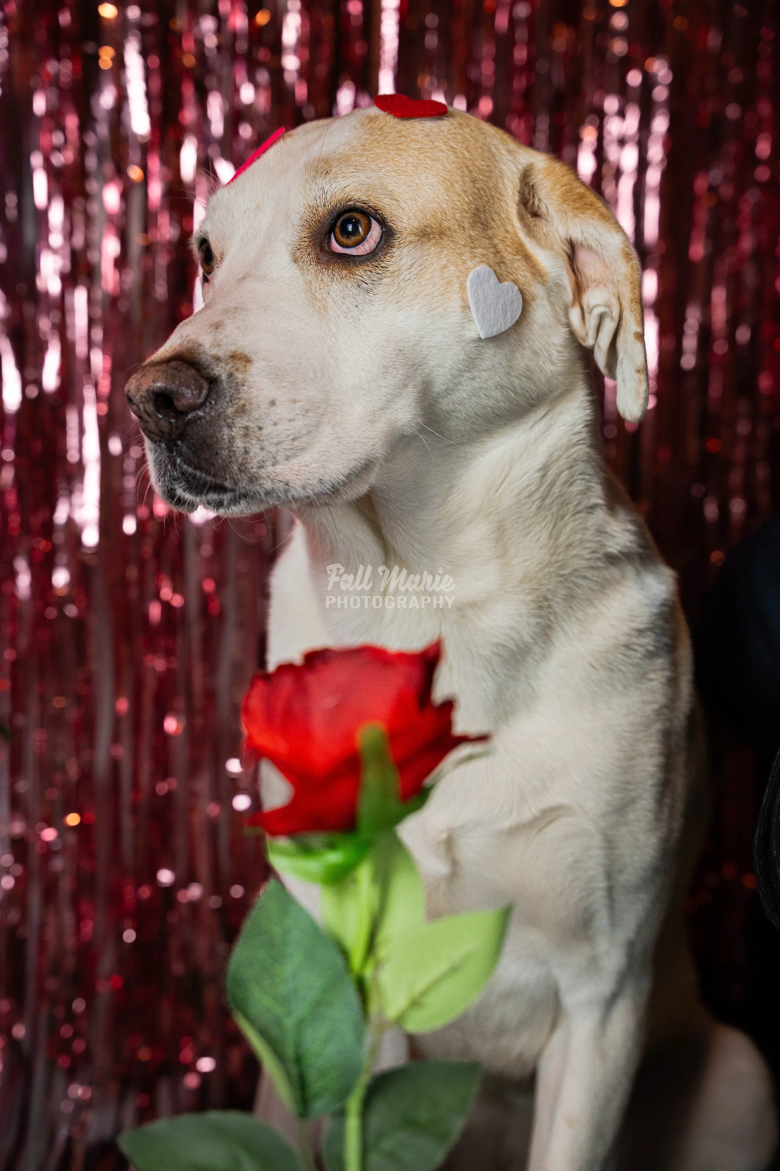 Dog with a brown patch over its eye and a red flower in front, standing against a shiny red backdrop, with heart and bow accessories on its head.